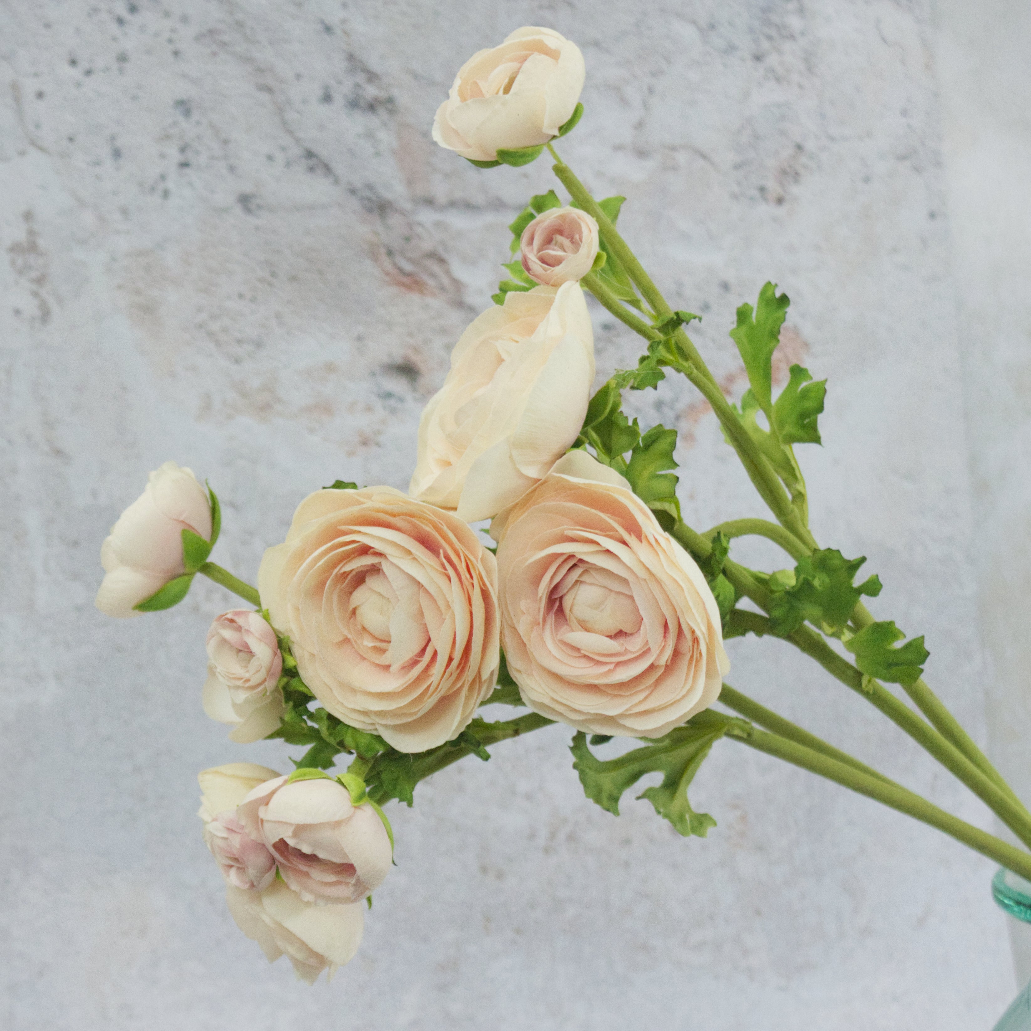 Blush Ranunculus stem