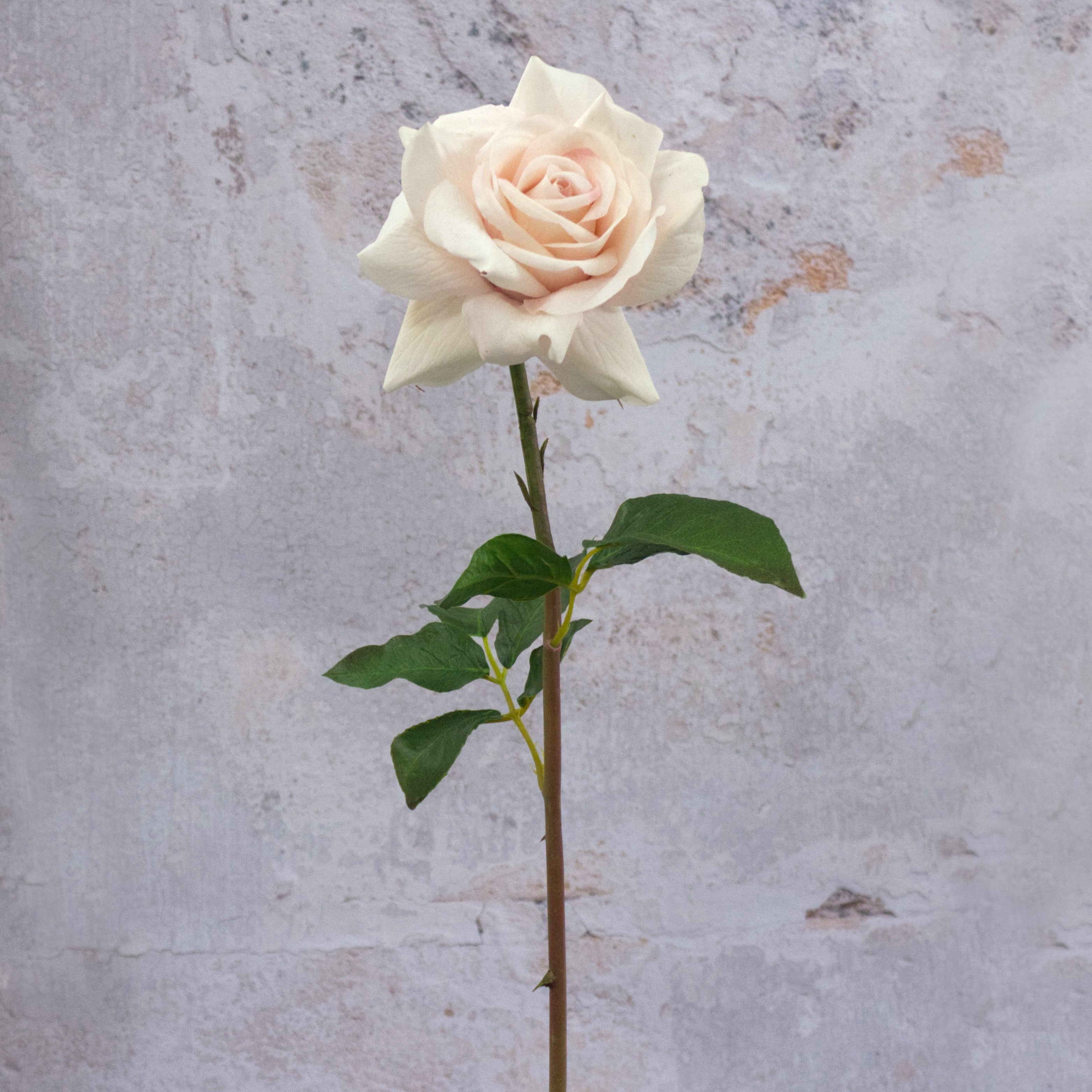 Blush Real Touch Rose