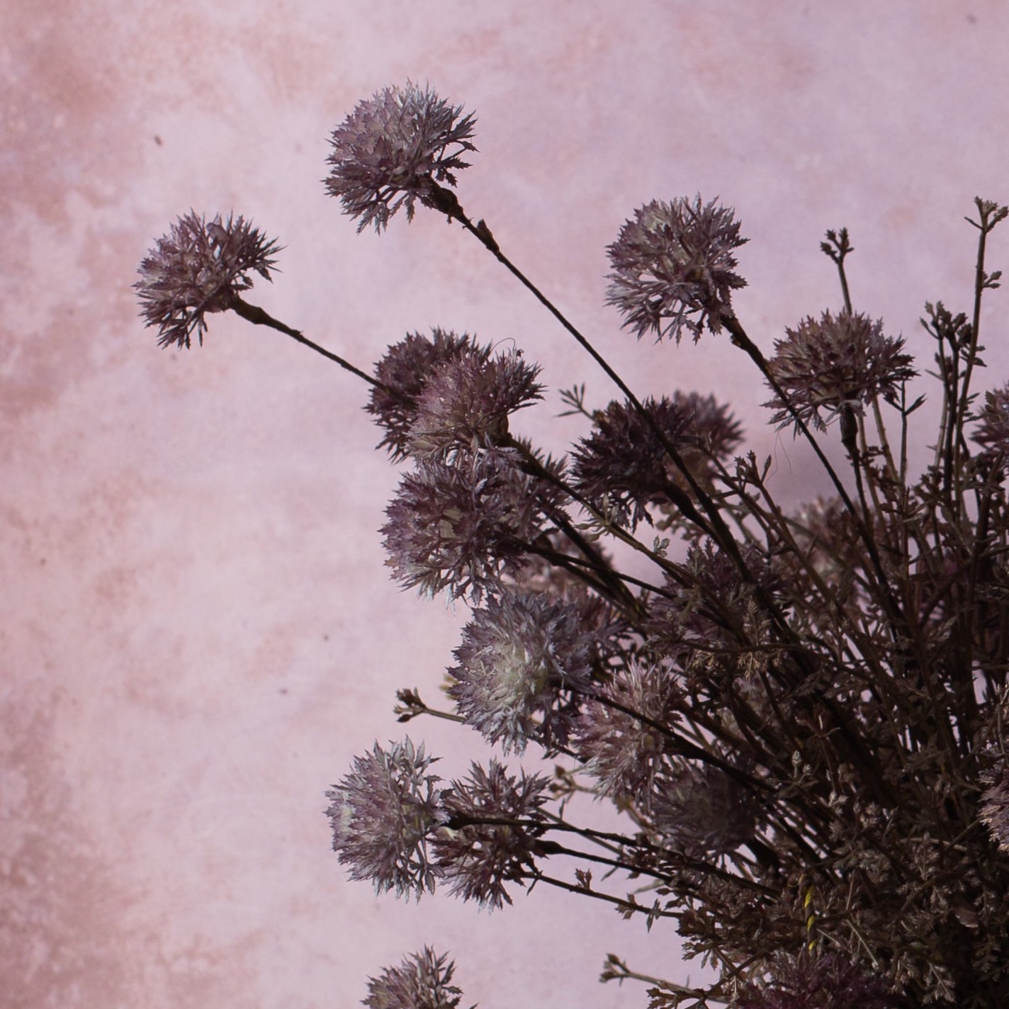 Burgundy Heathflower