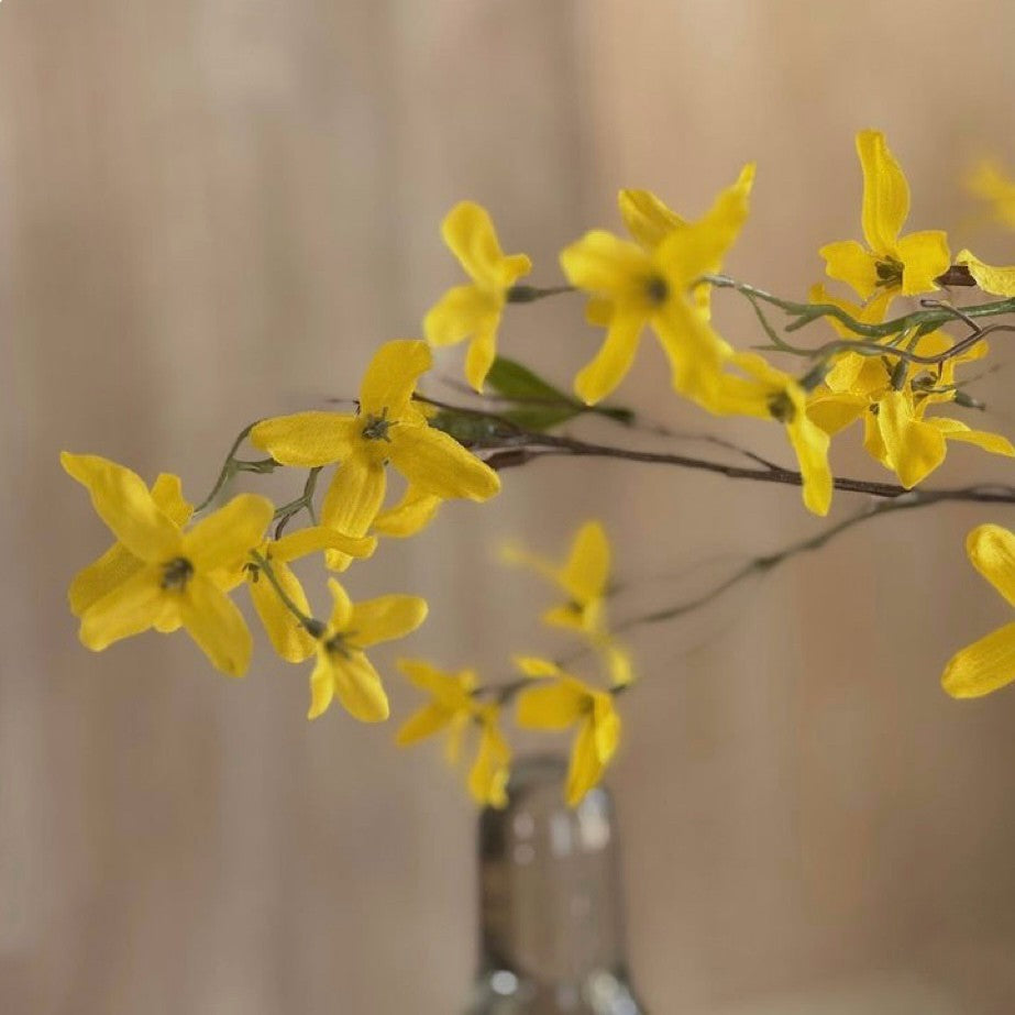 Forsythia