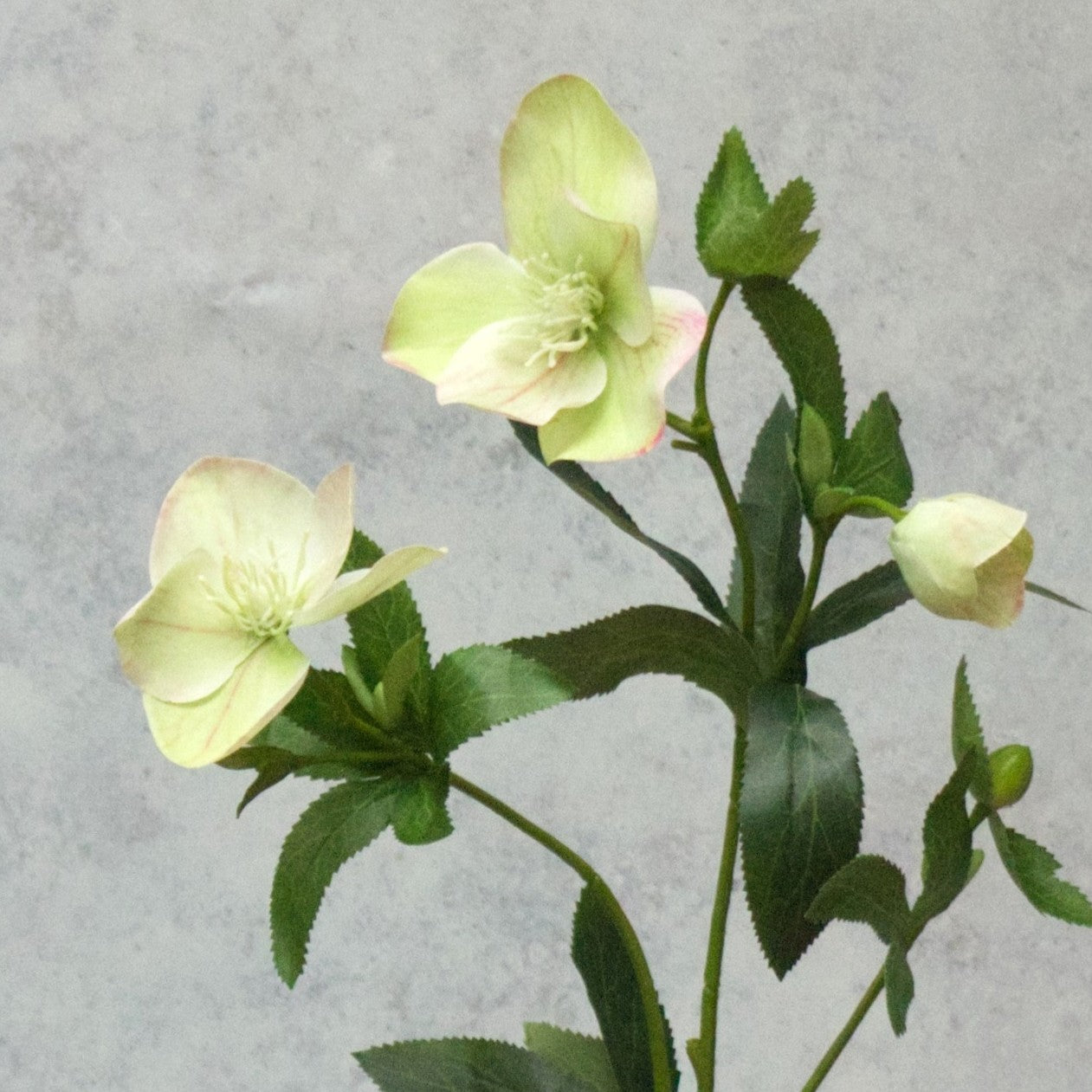 Hellebore (Cream and Green)