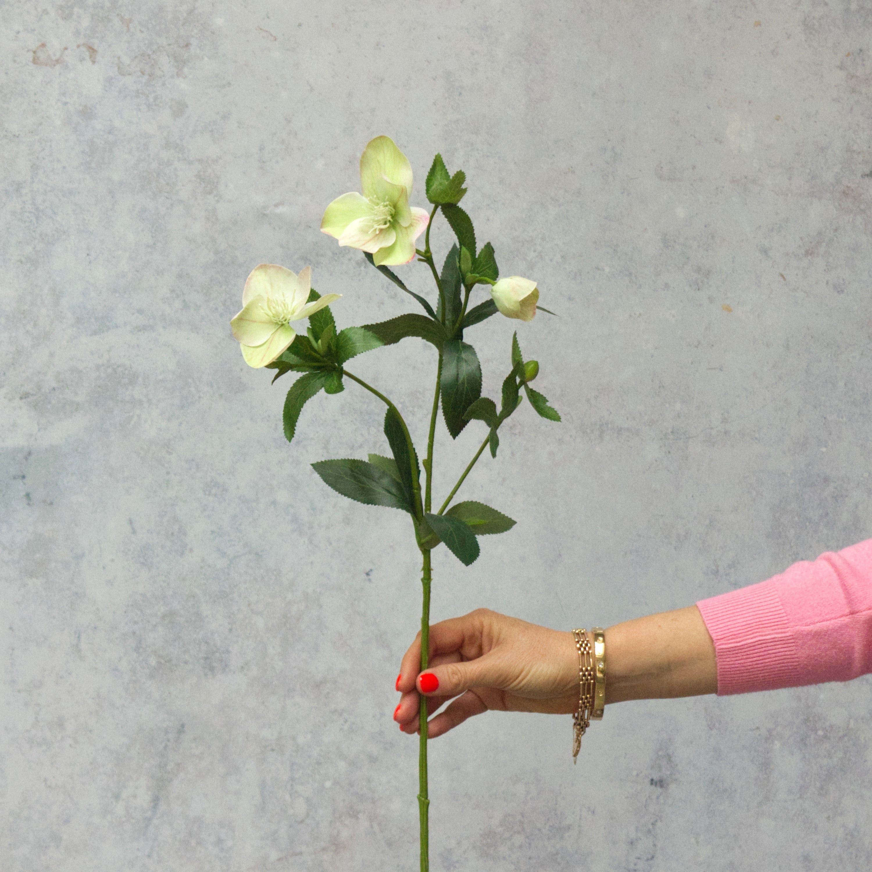 Hellebore (Cream and Green)