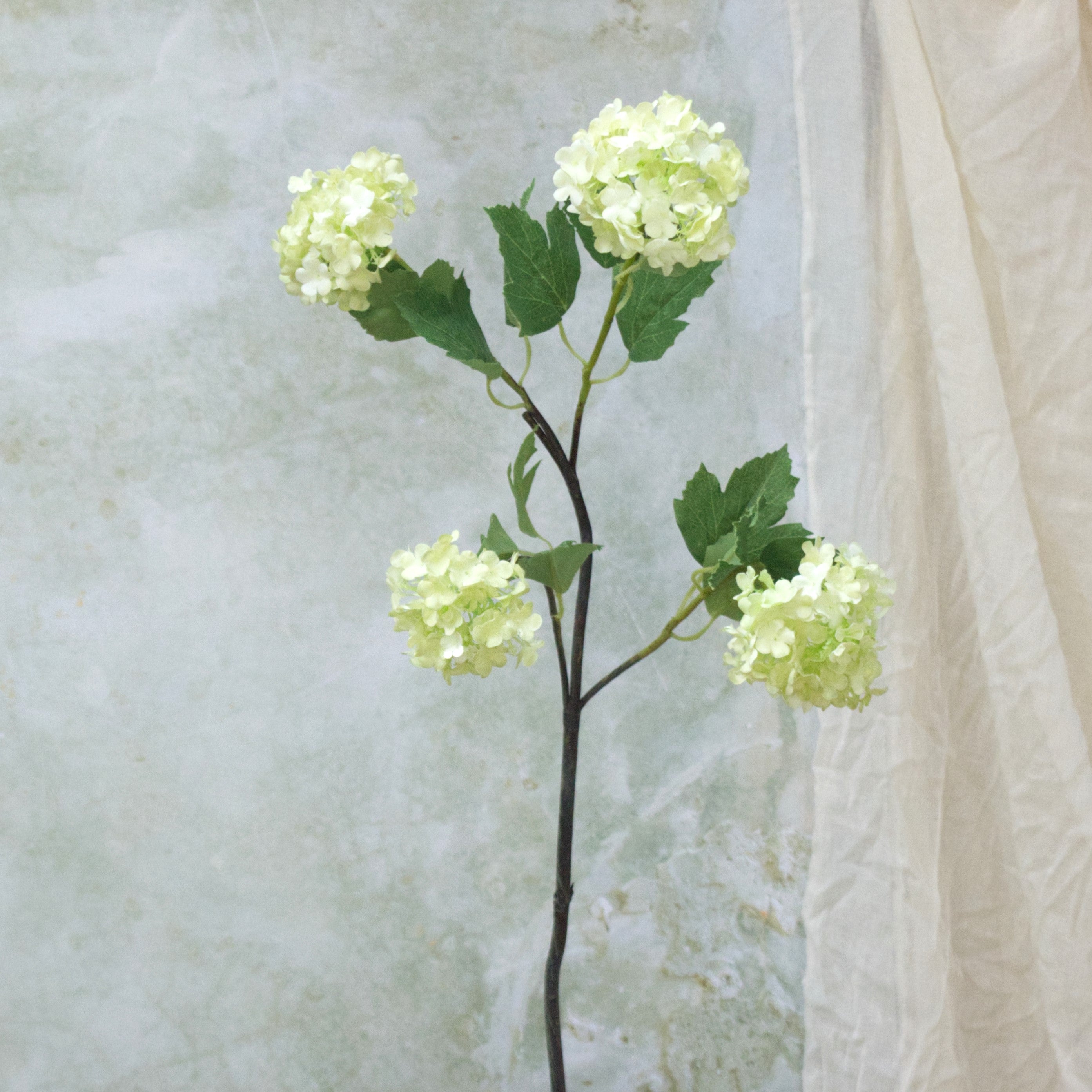 Lime Summer Viburnum