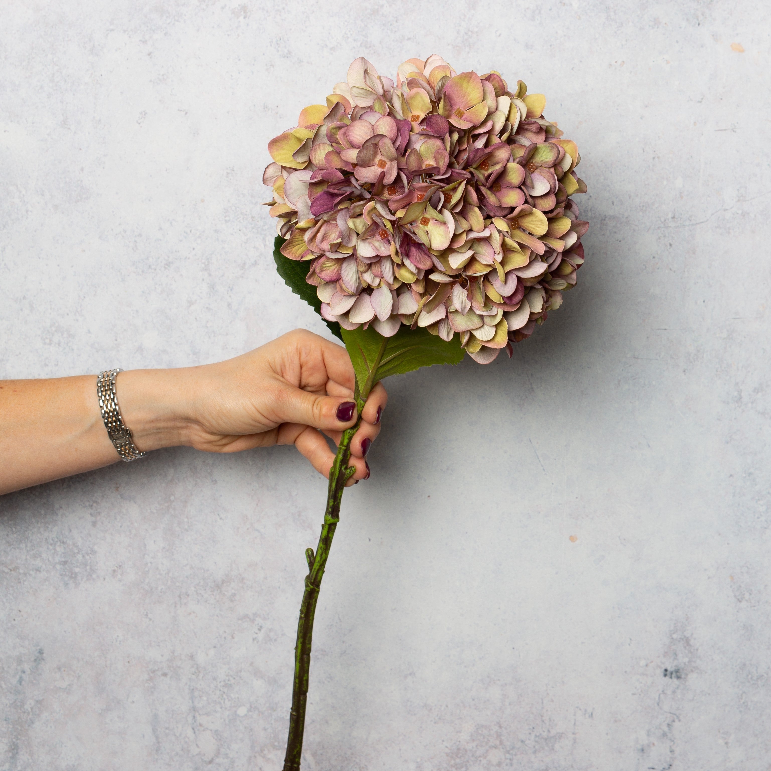 Mottled Plum Hydrangea