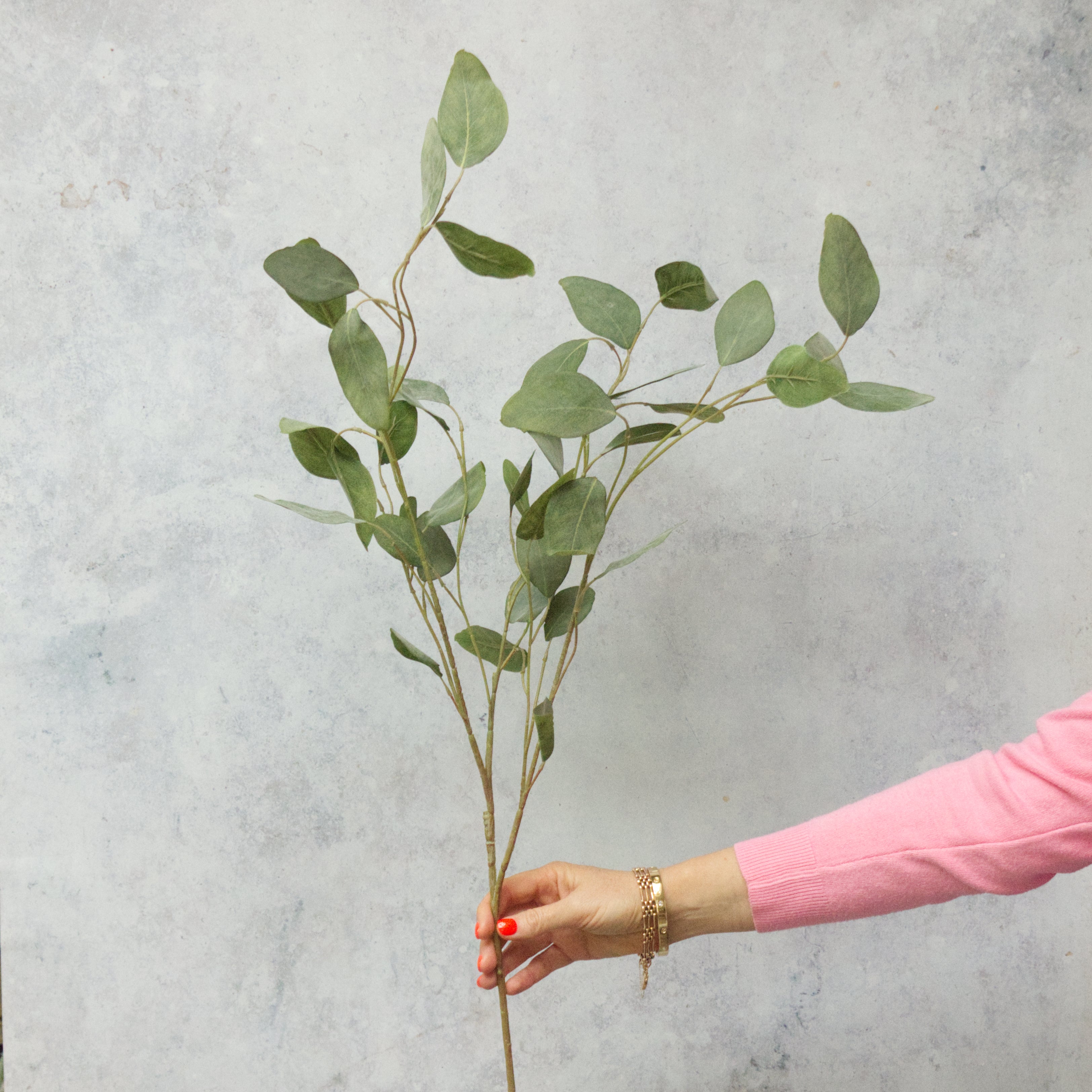 Silver Dollar Eucalyptus