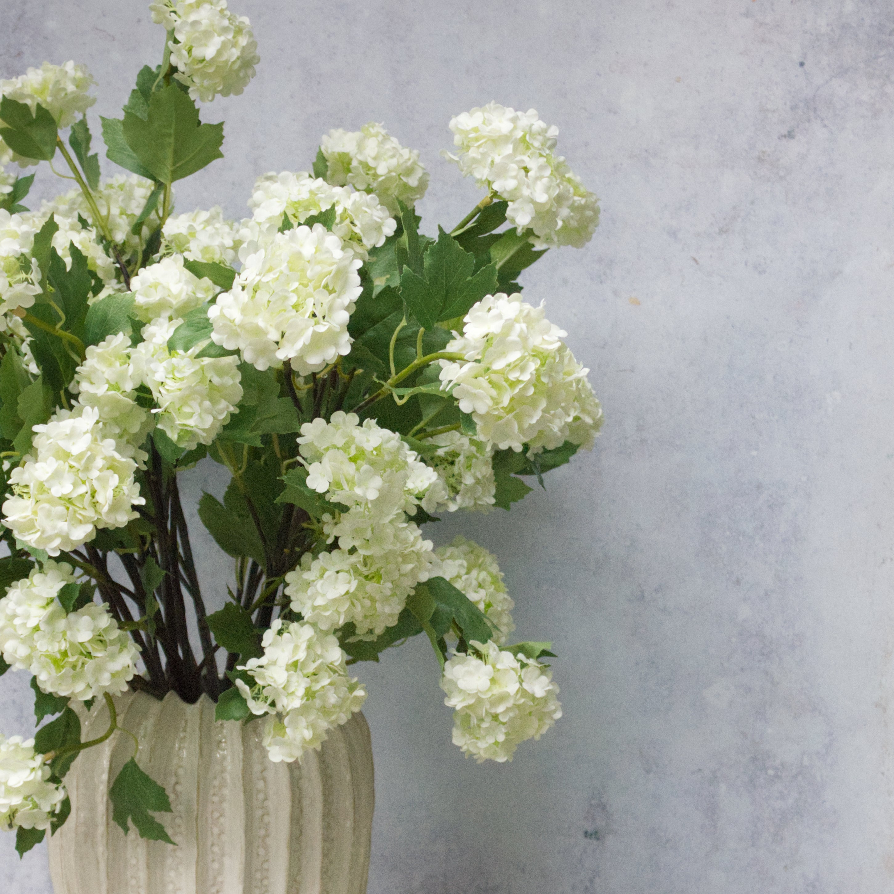 White Summer Viburnum