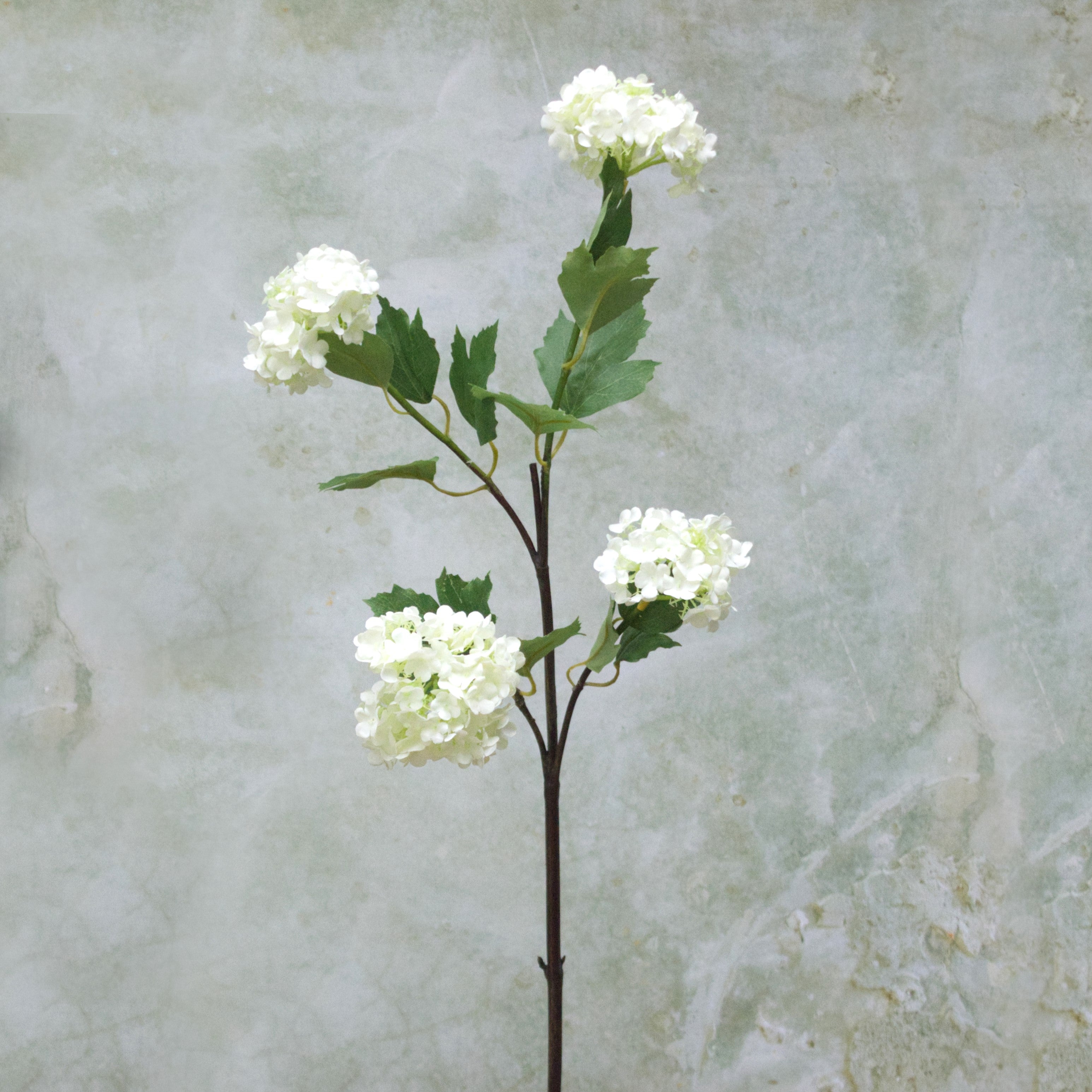 White Summer Viburnum