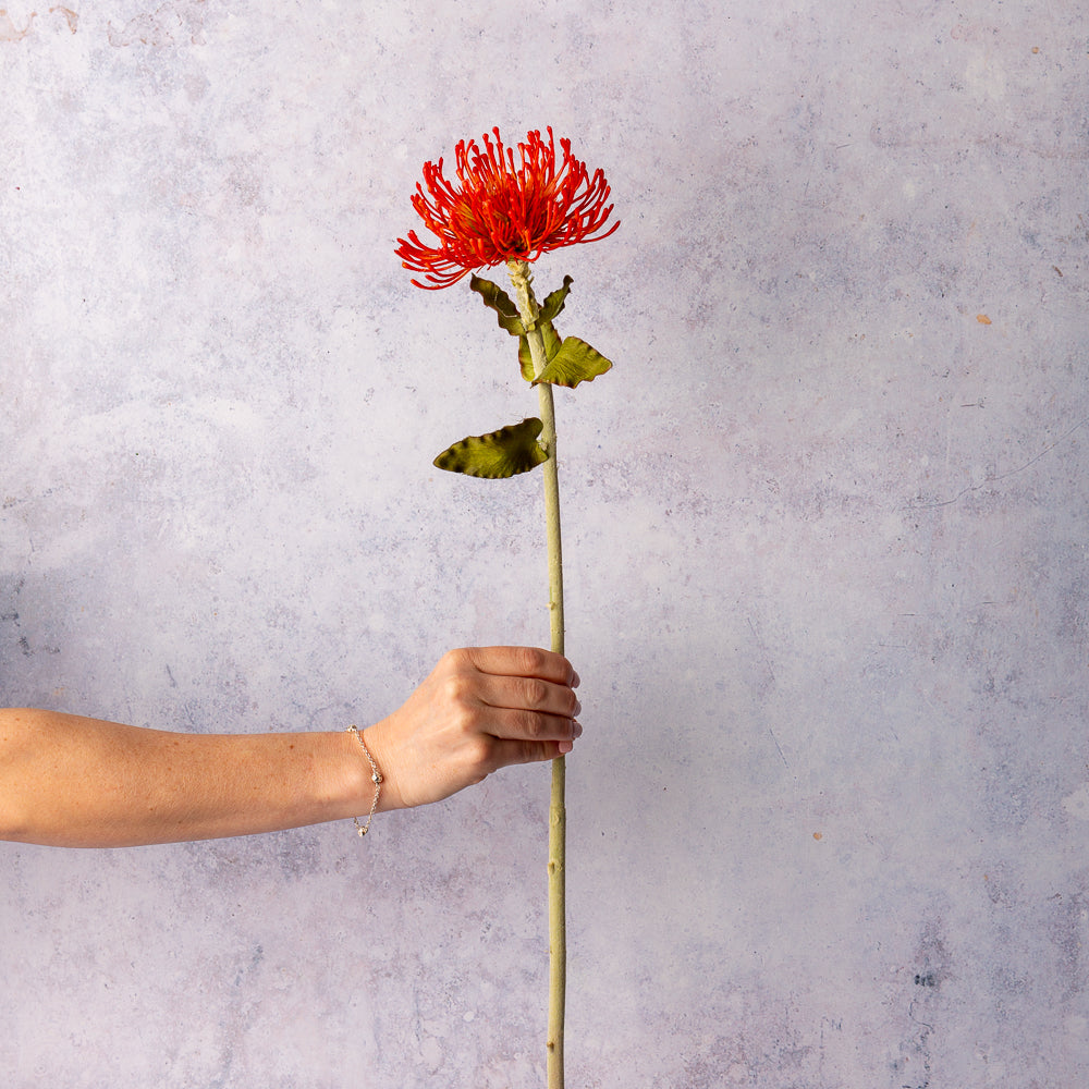 Burnt Orange Protea