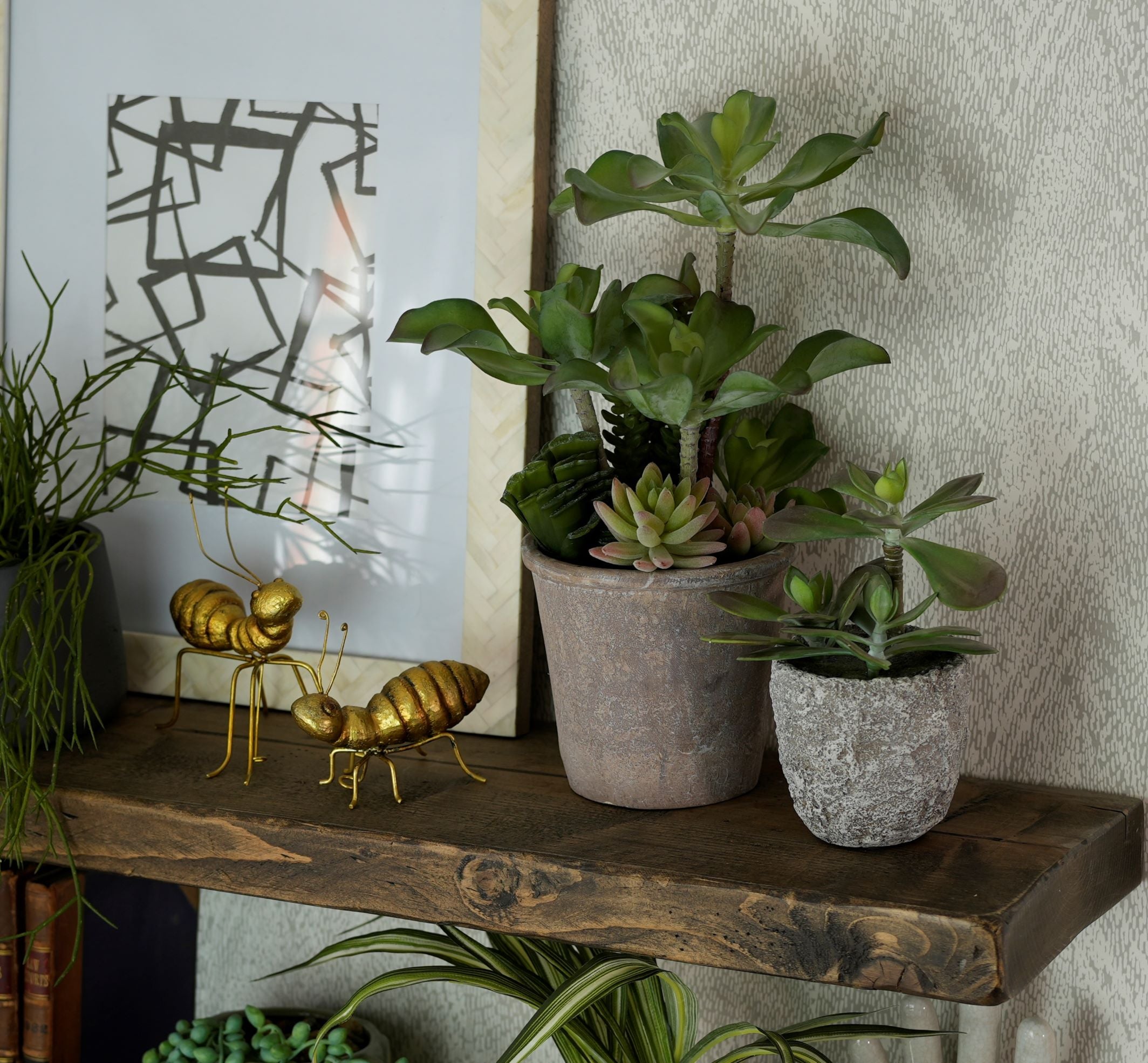 Green Aeonium Succulent