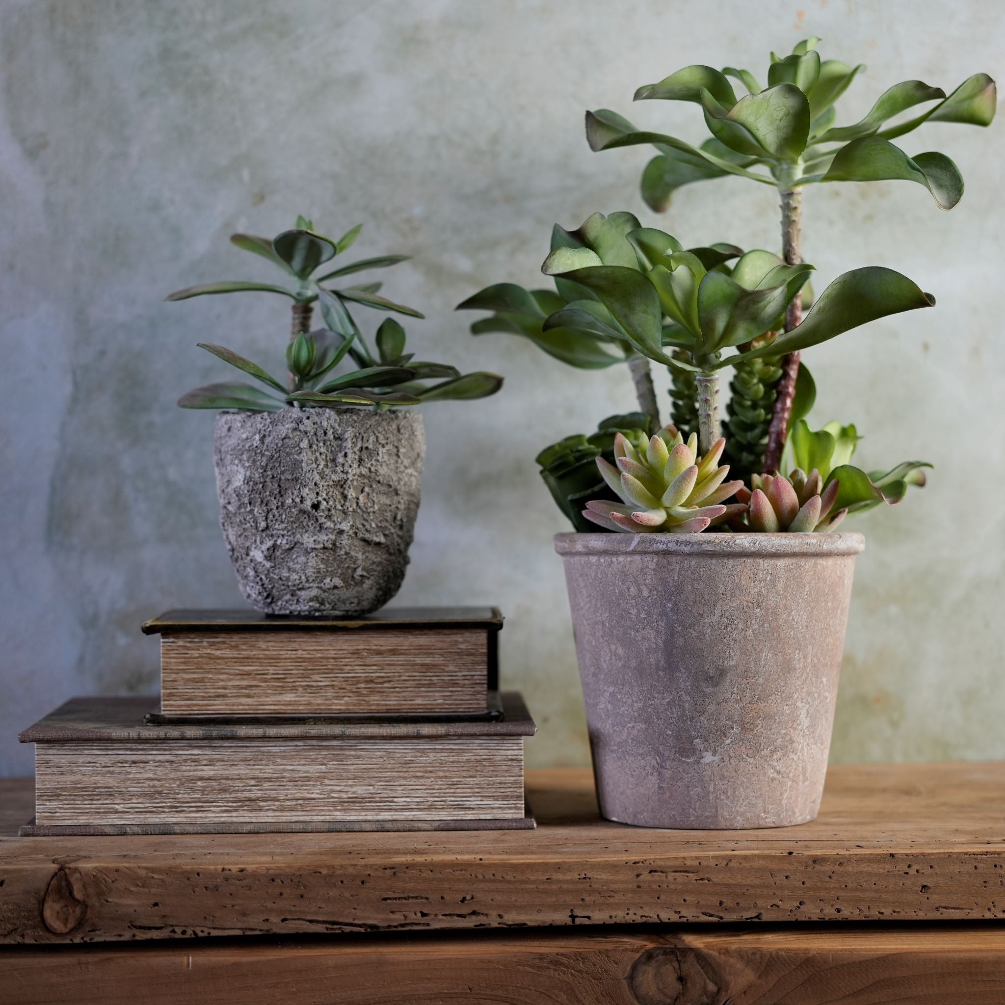 Green Aeonium Succulent