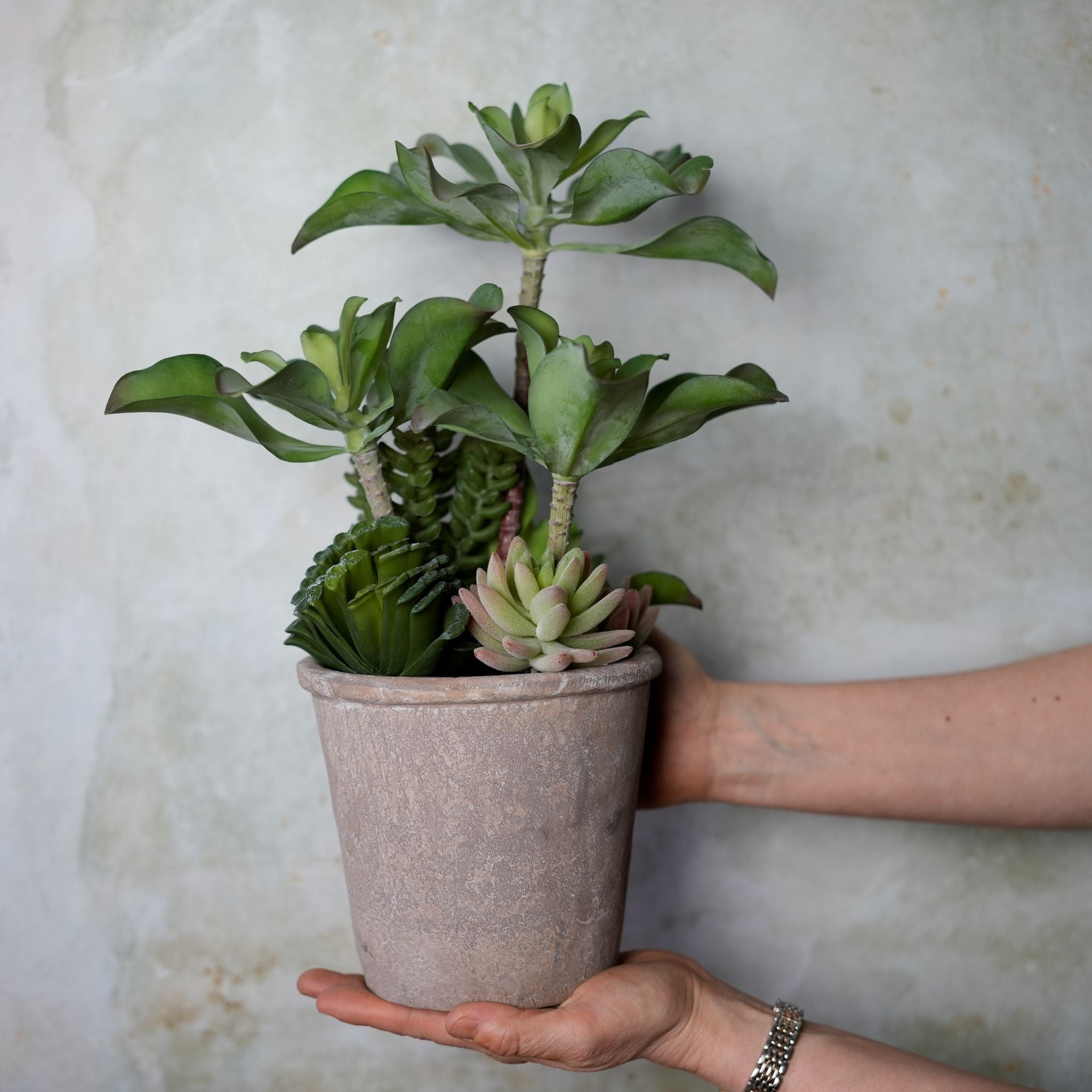 Green Aeonium Succulent