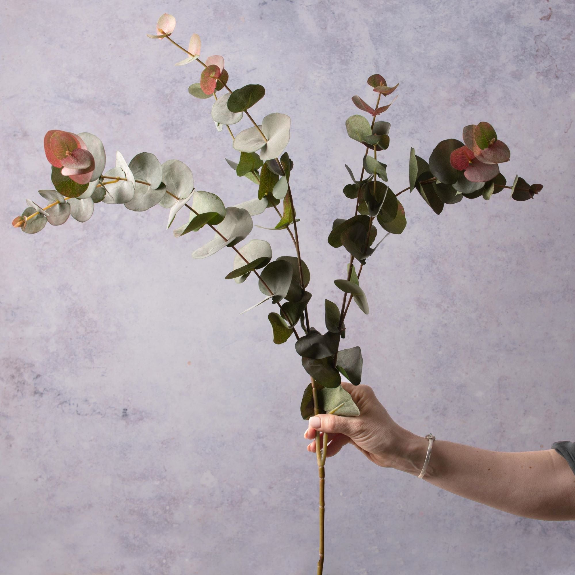 Pink Tinged Eucalyptus