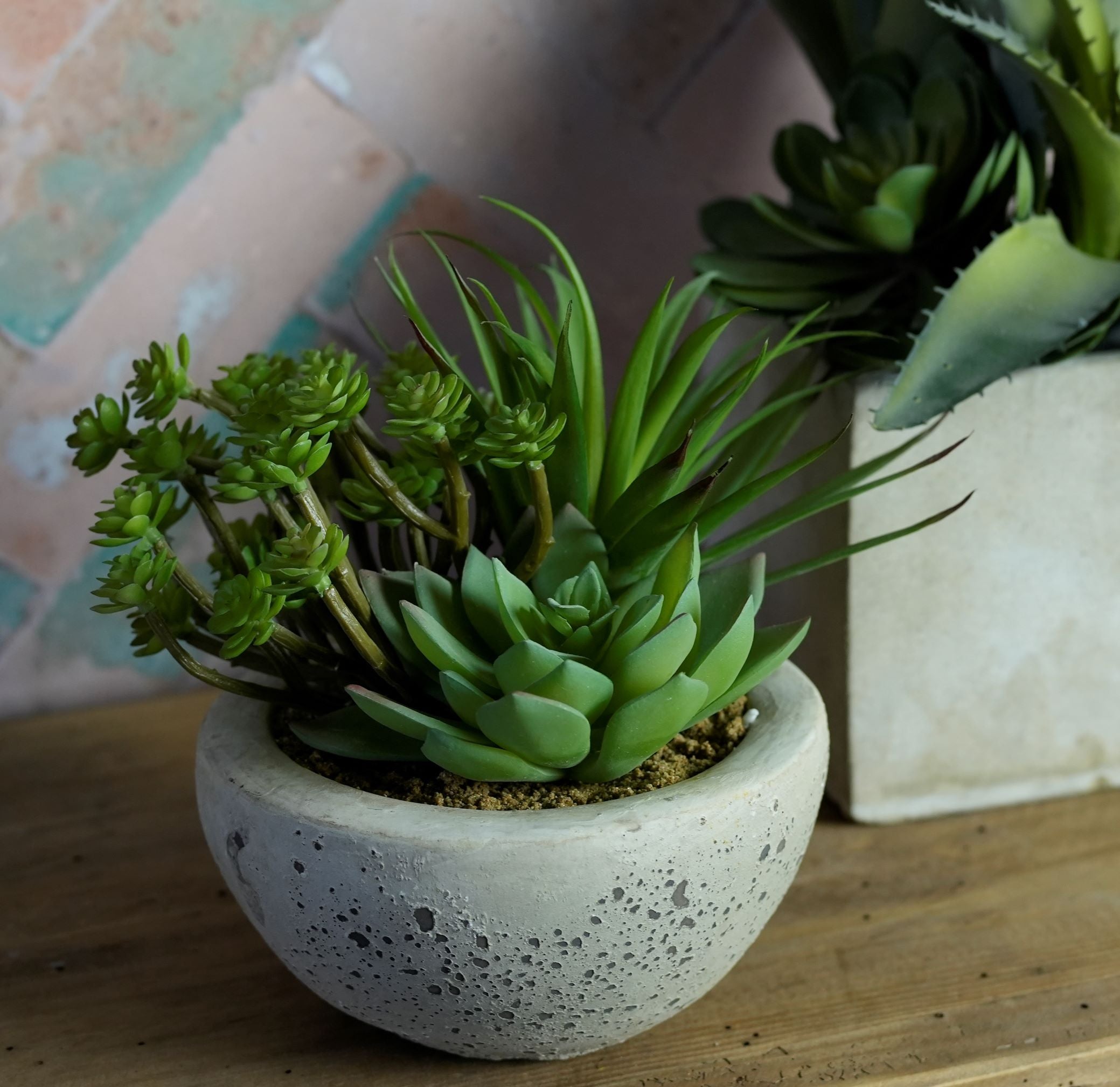Small Succulent Bowl