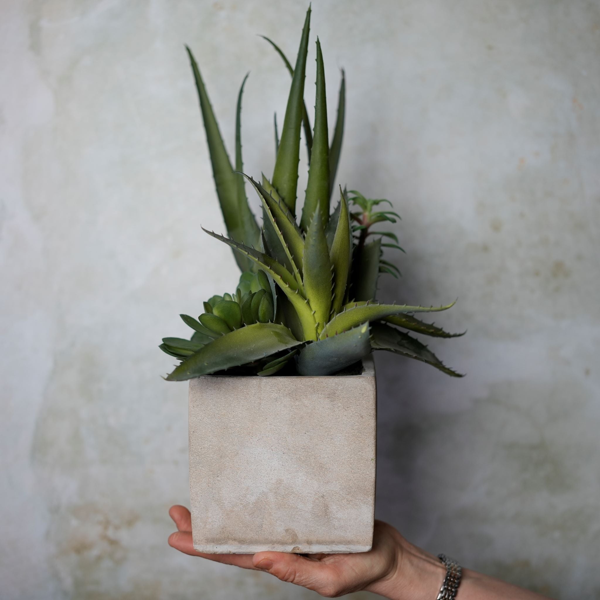 Succulent Assortment