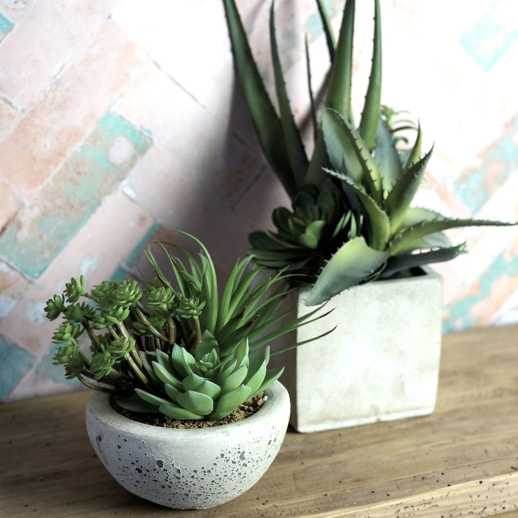 Succulent Assortment