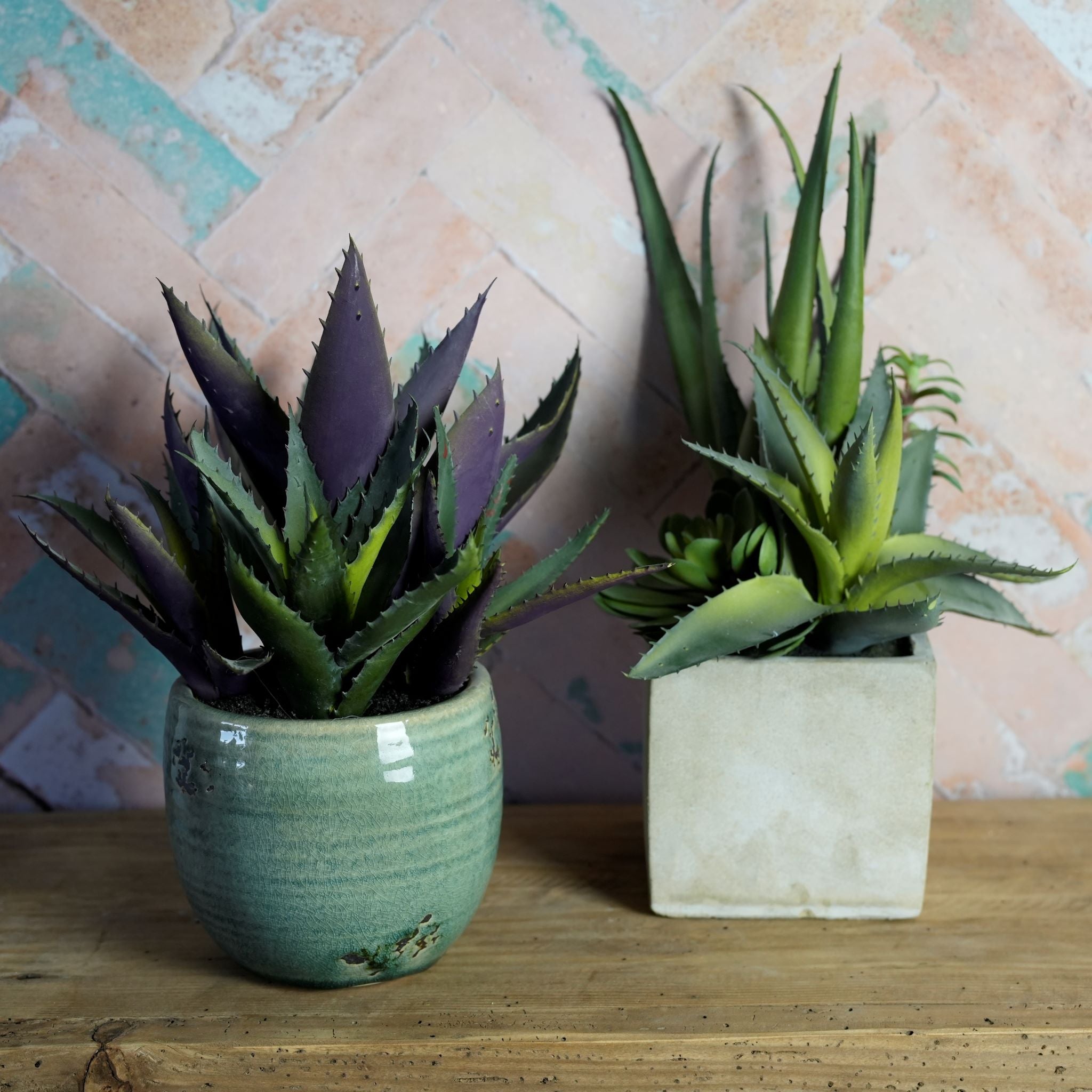 Succulent Assortment