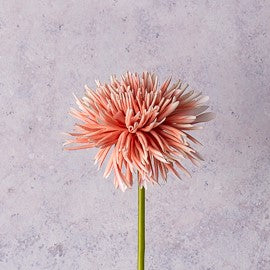 Blush Pink Dahlia