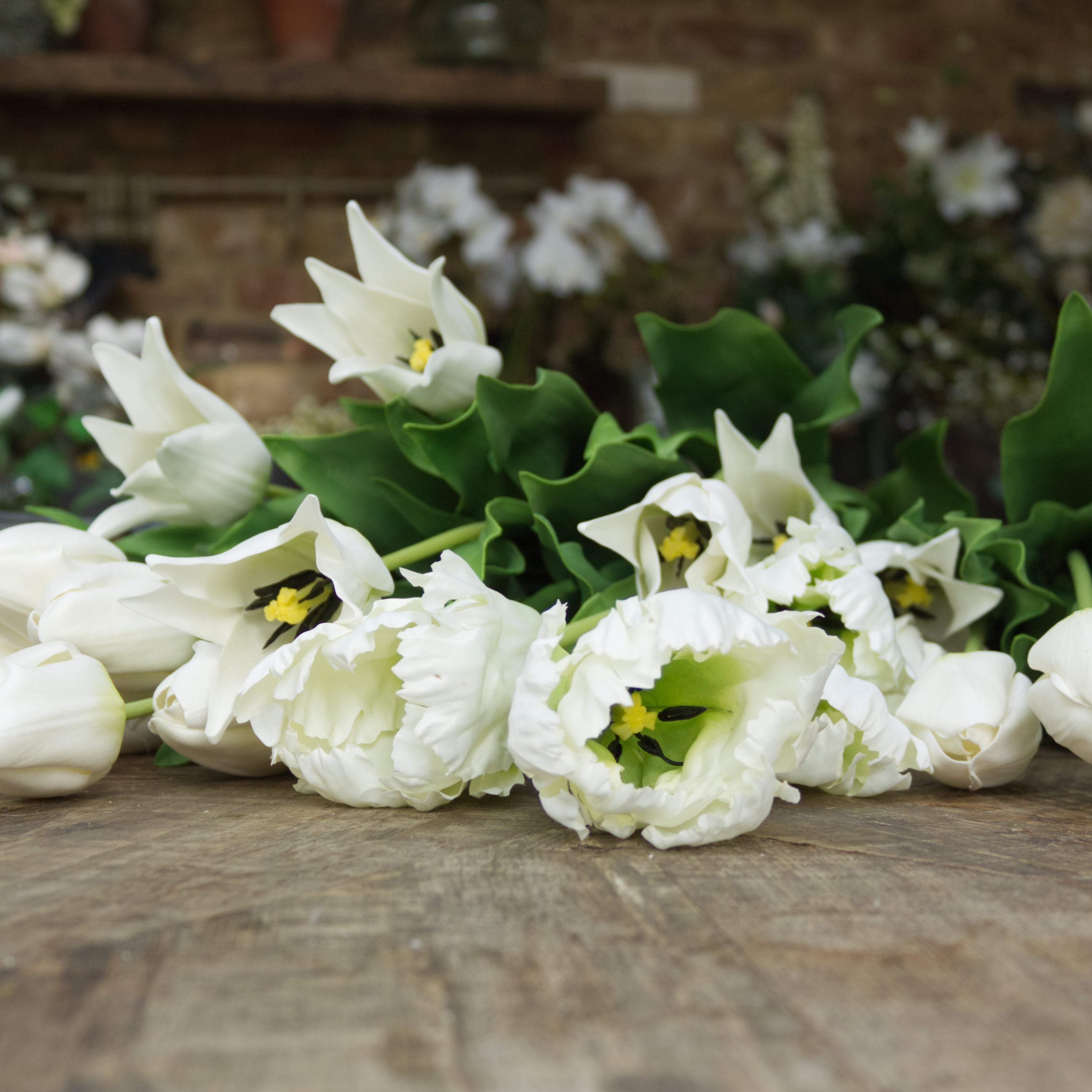 Deluxe White Lily Tulip (Open)