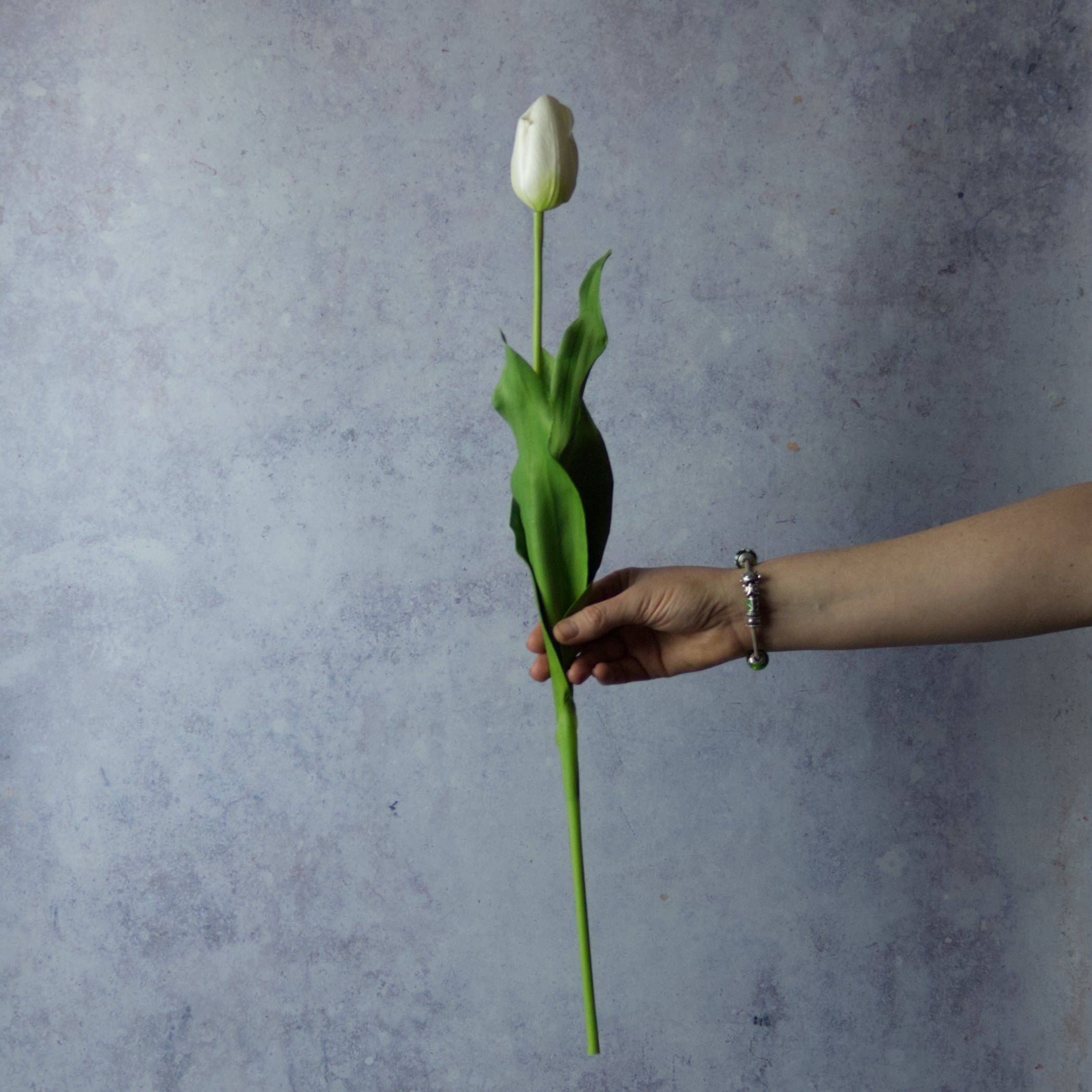 Deluxe White Tulip (Closed)