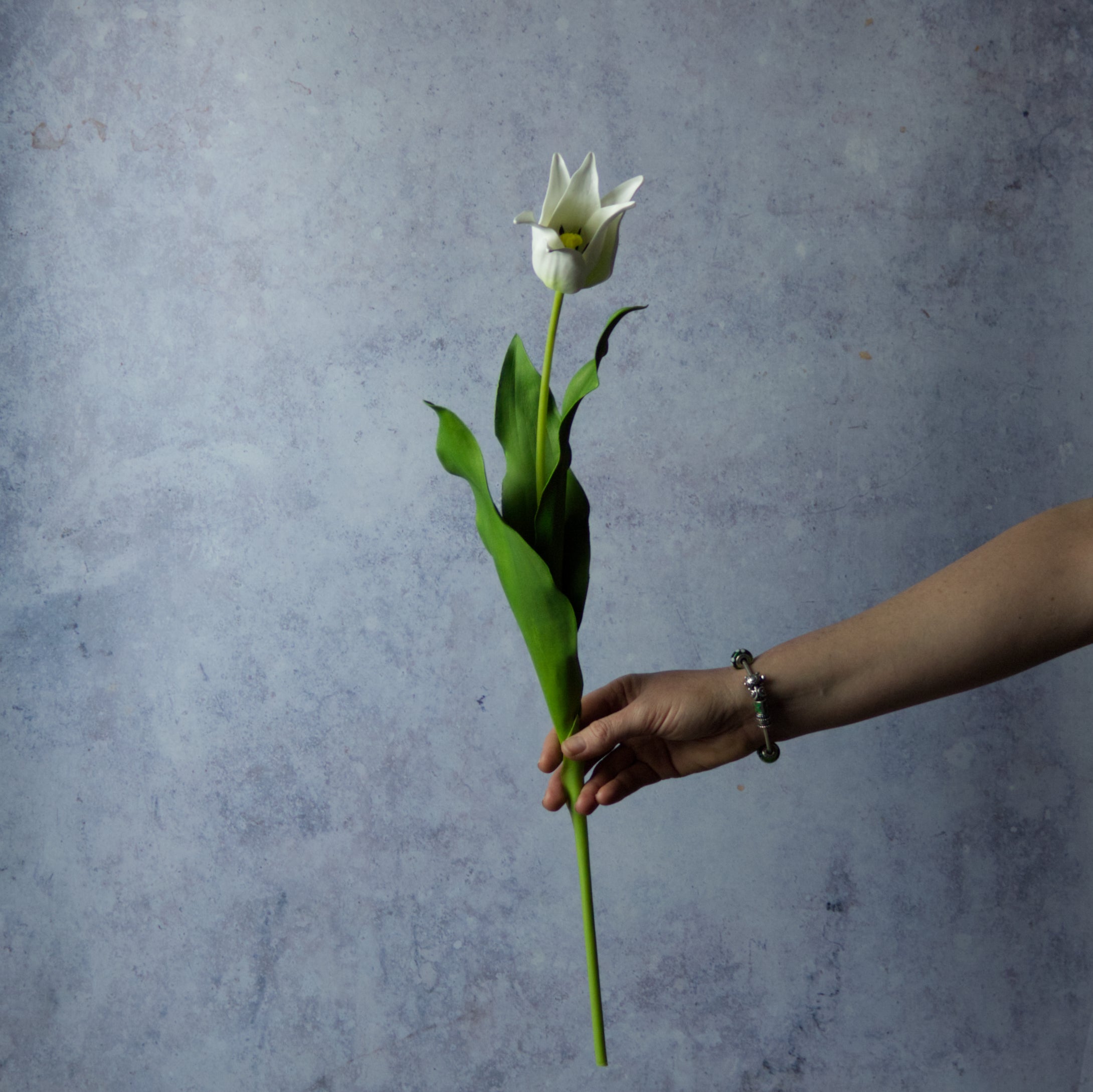Deluxe White Lily Tulip (Open)