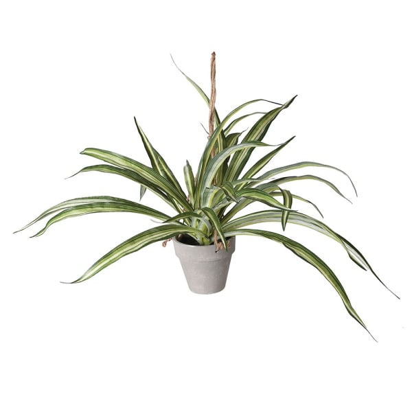 Spider Plant