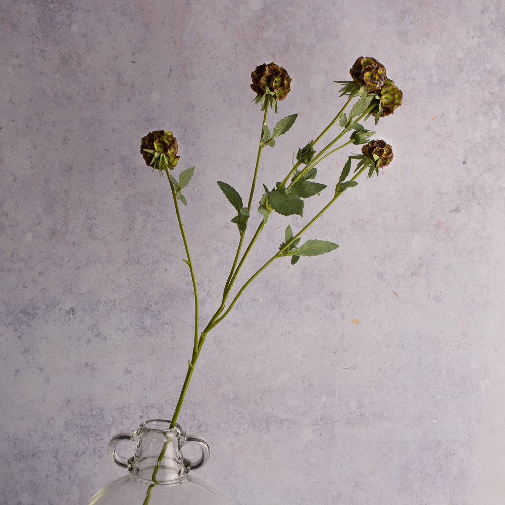 Scabiosa Stem