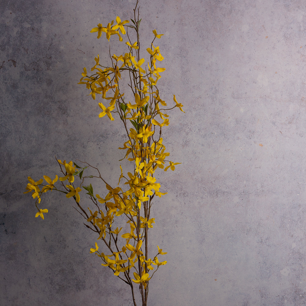 Forsythia