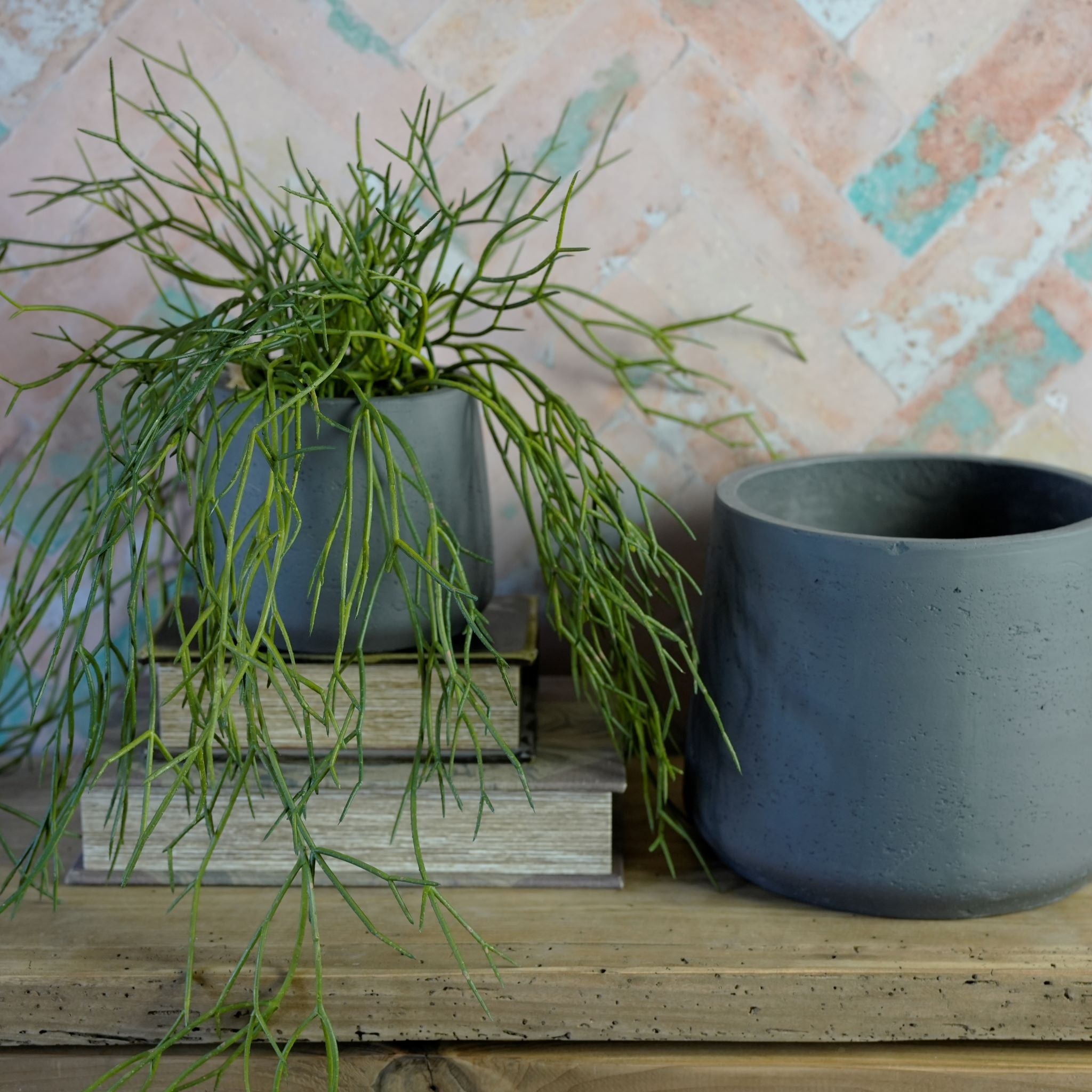 Horsetail Grass Plant