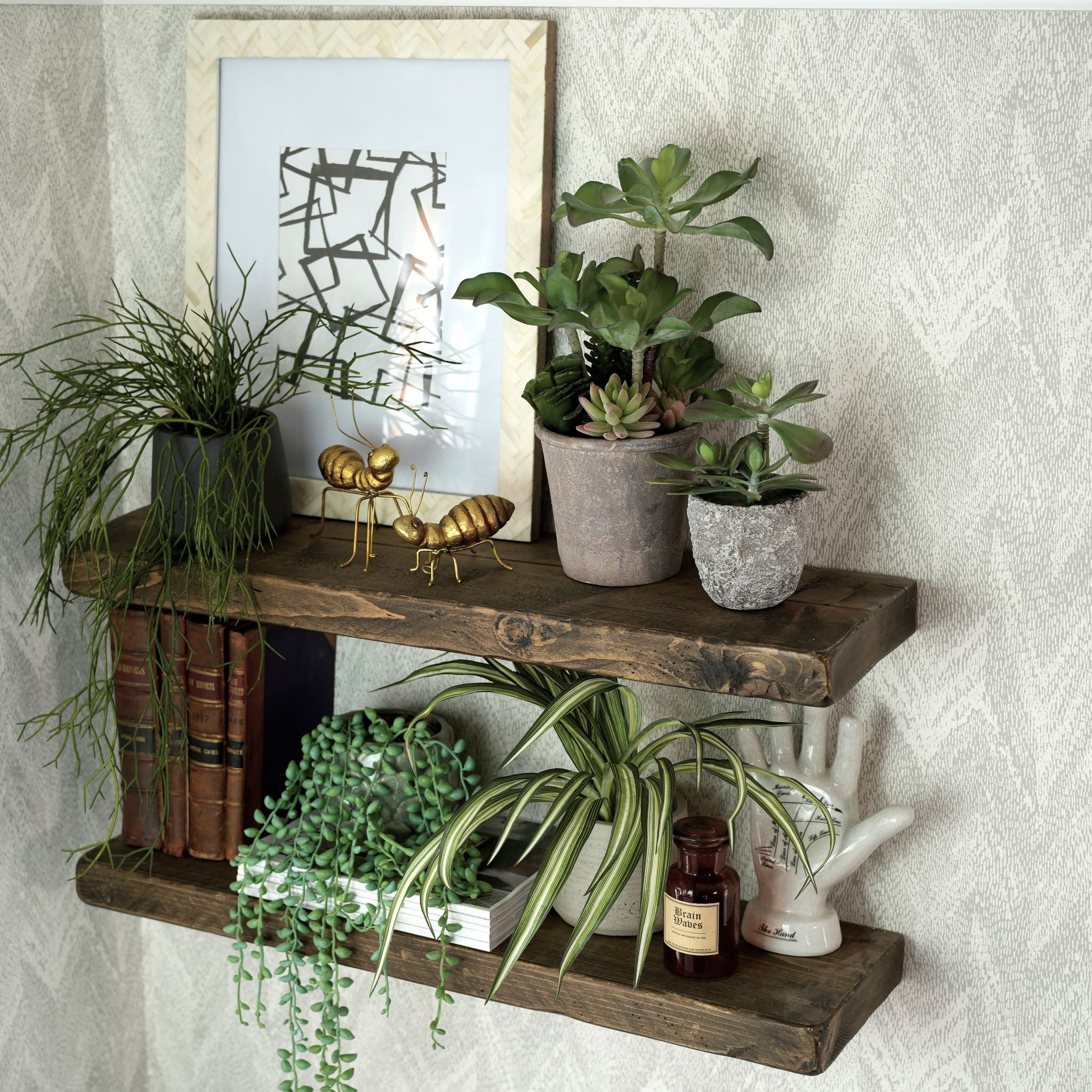 Horsetail Grass Plant