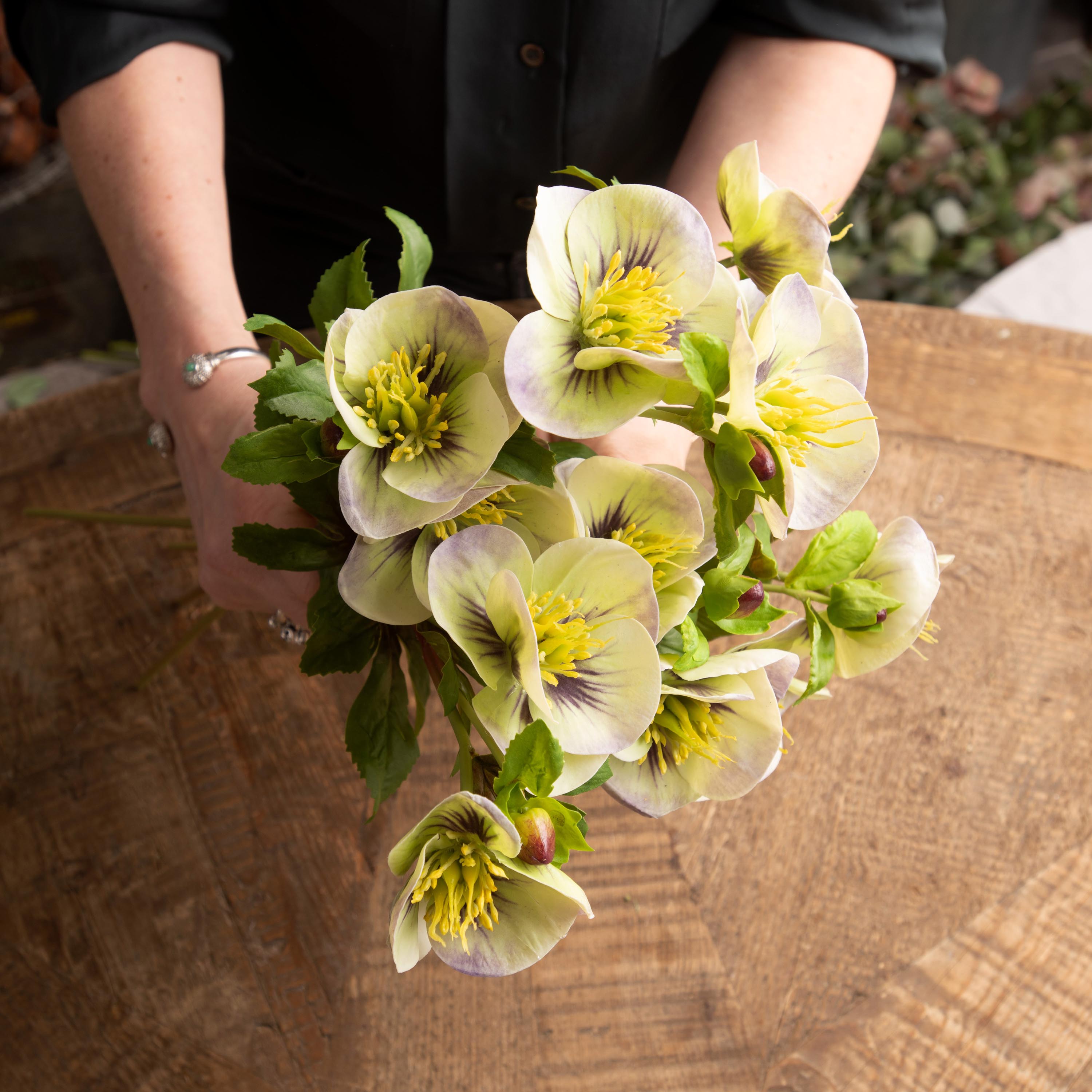 Hellebore (Cream and Green)