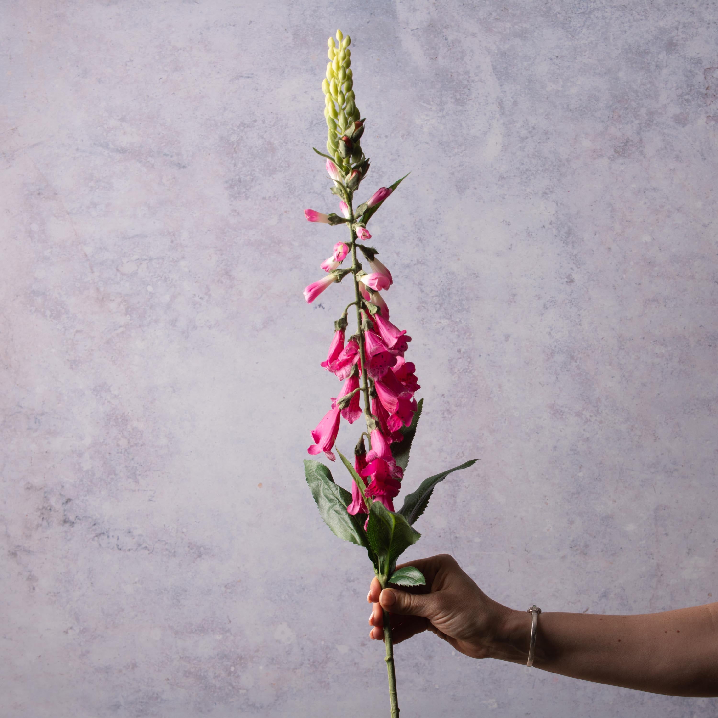 Hot Pink Foxglove