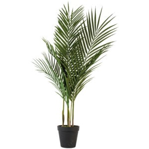 Medium Palm