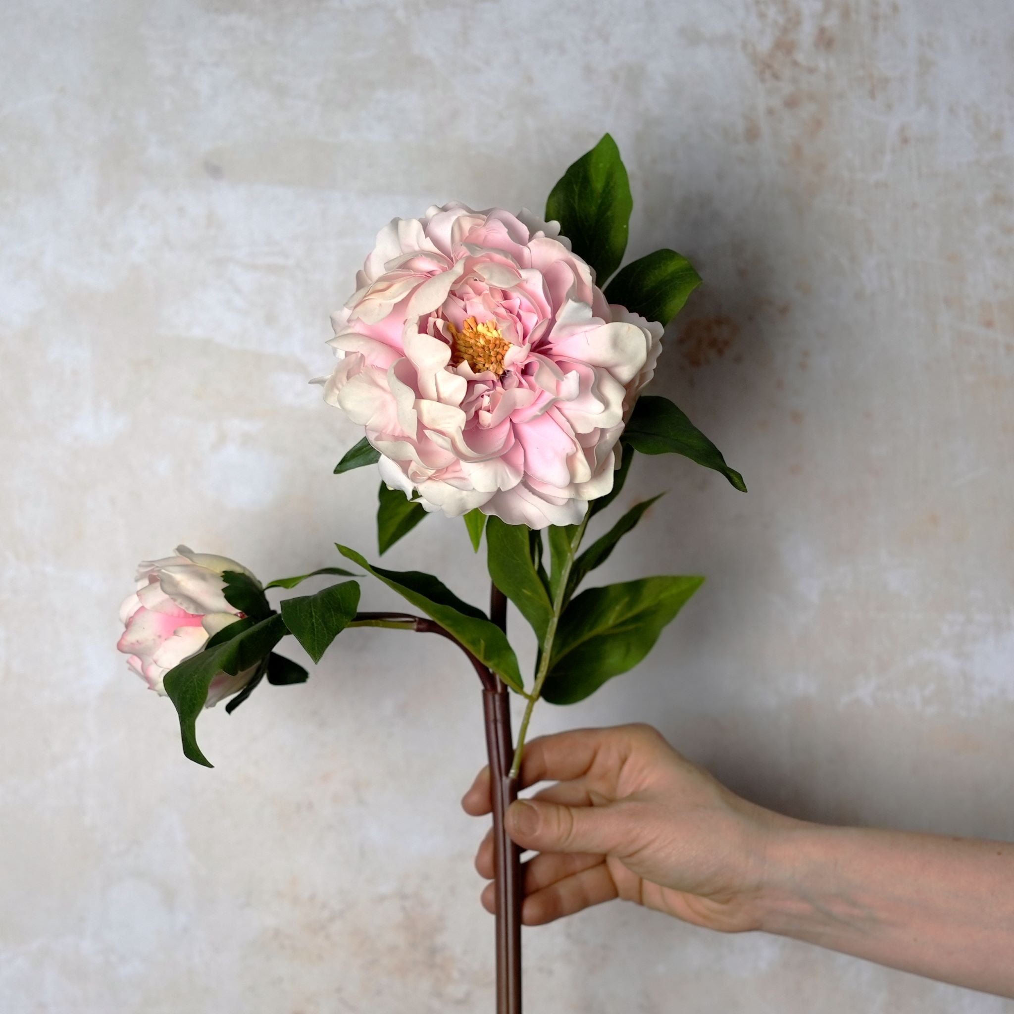 Peony Real Touch