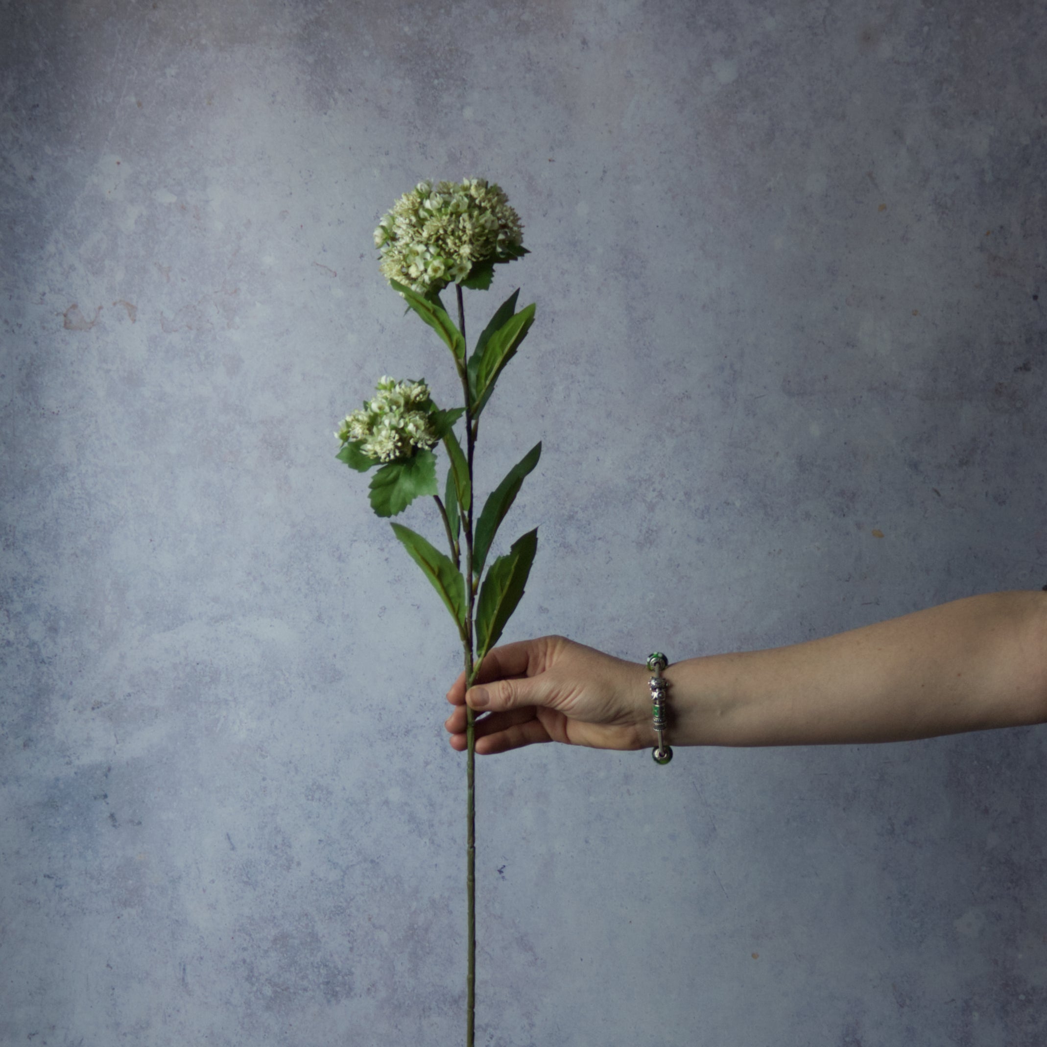 Queen Anne Lace Spray