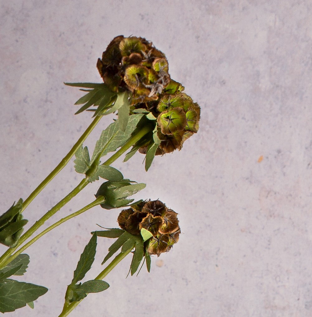 Scabiosa Stem