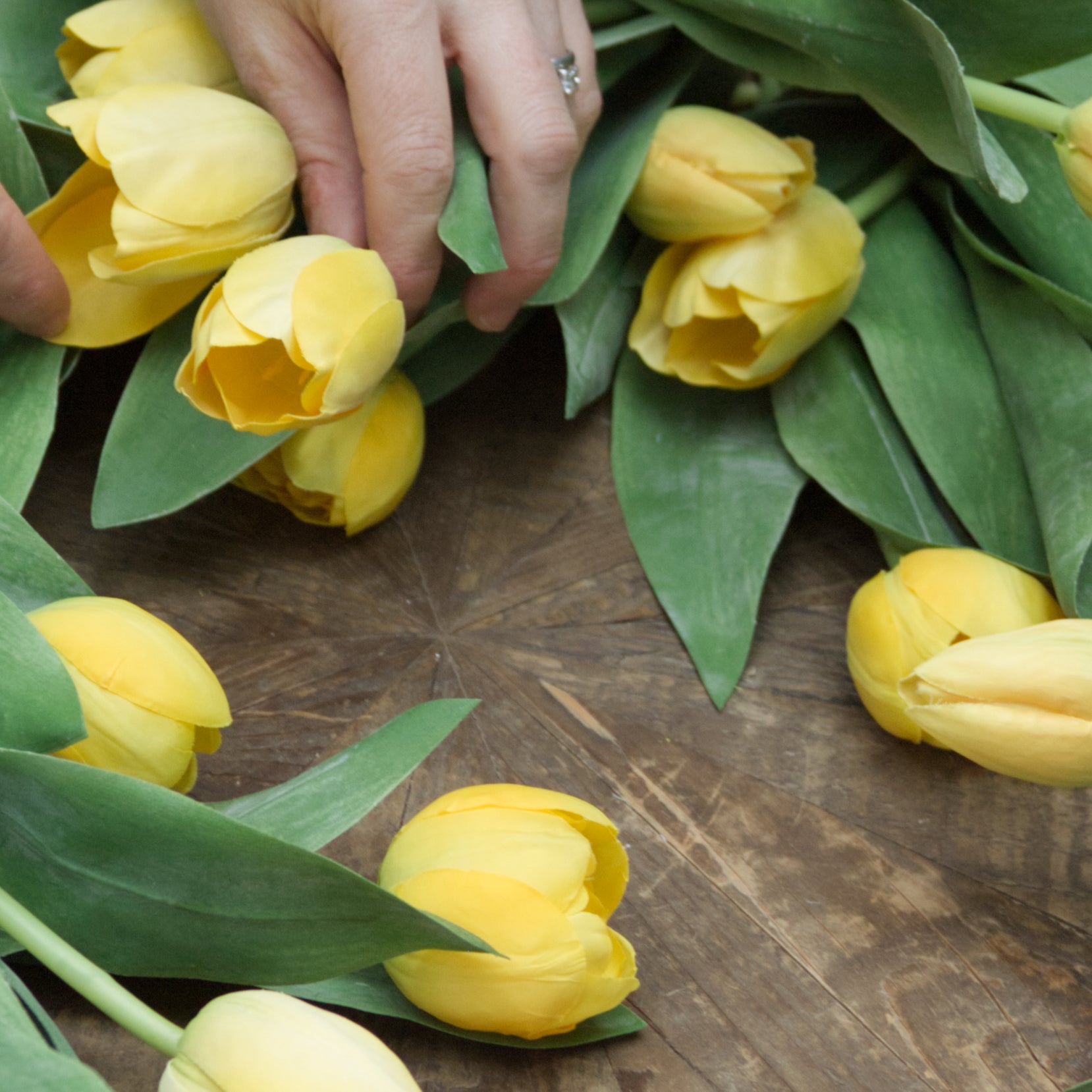 Tulips (Yellow)