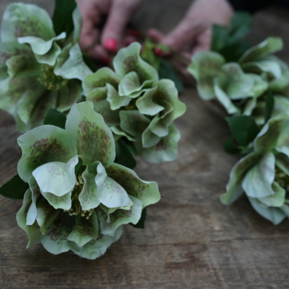 Green Hellebores