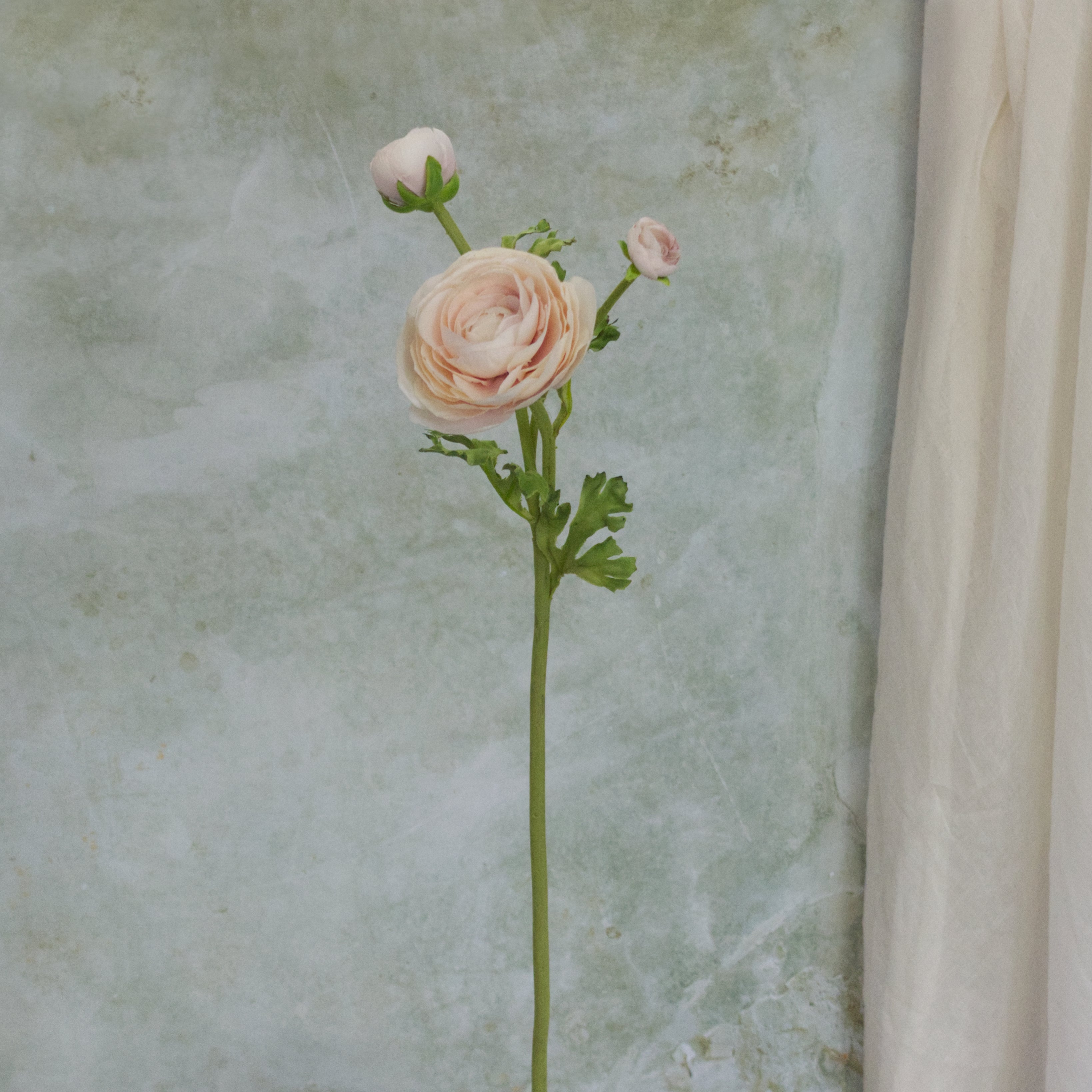 Blush Ranunculus stem