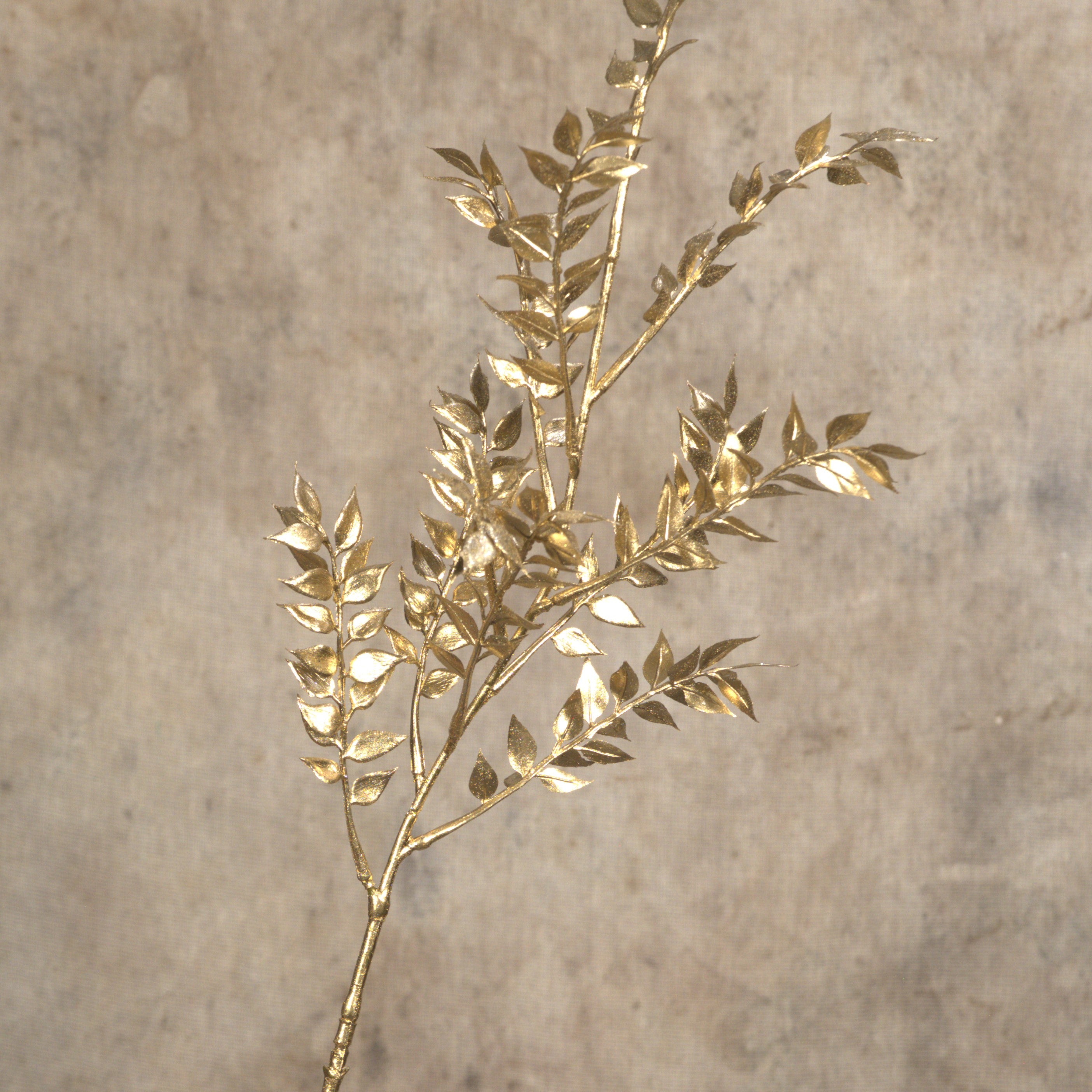 Gold Ruscus