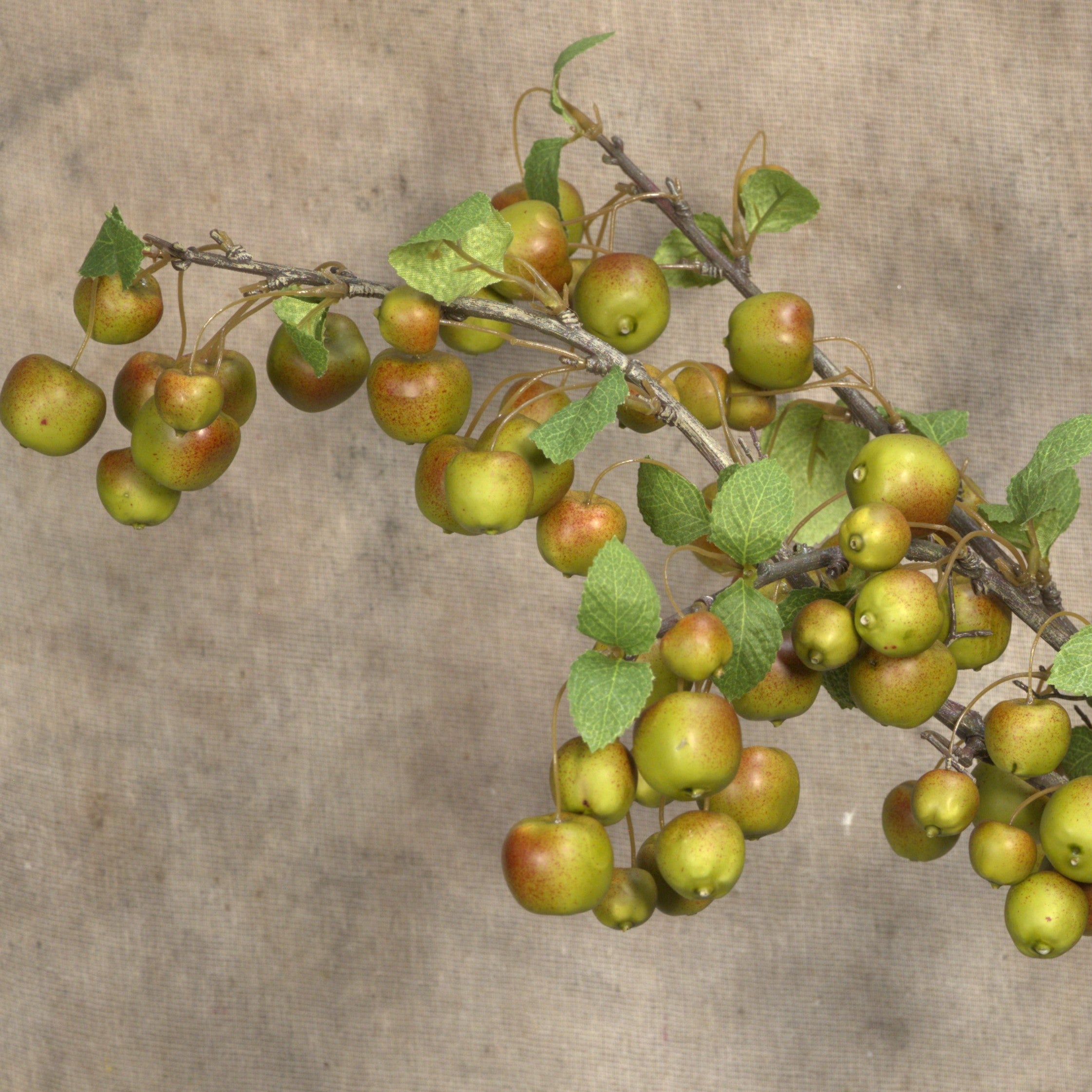 Crab Apple Branch