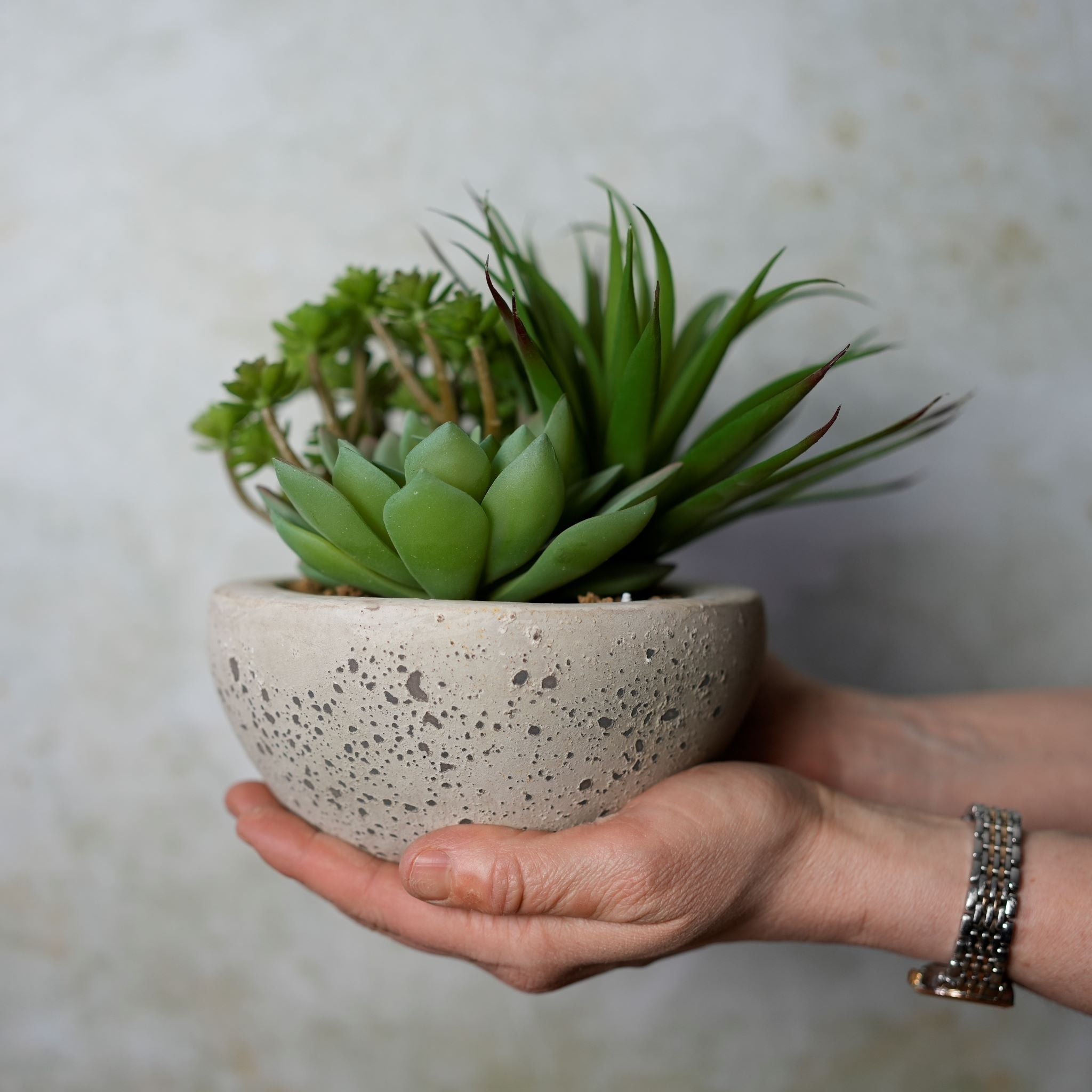 Small Succulent Bowl