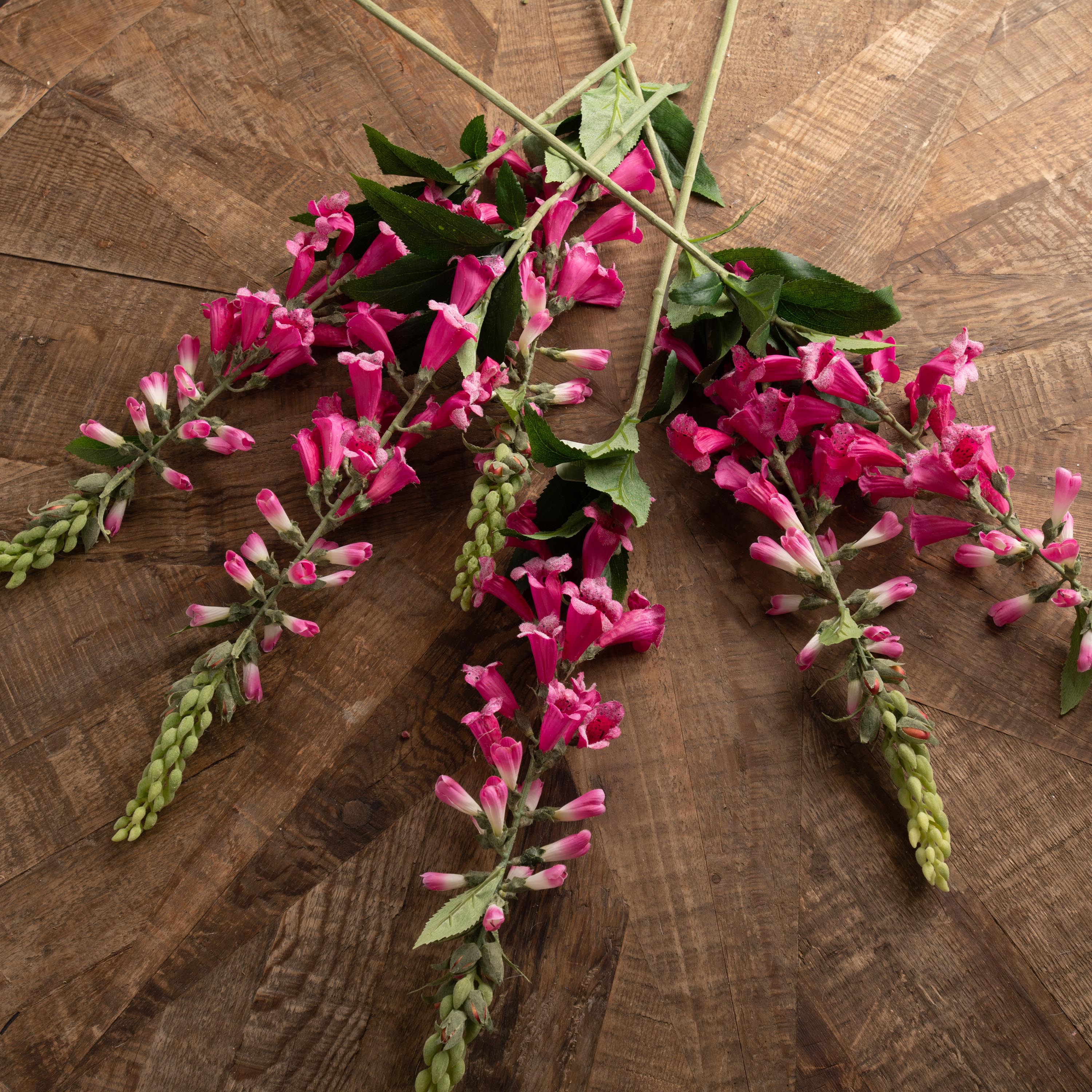 Hot Pink Foxglove