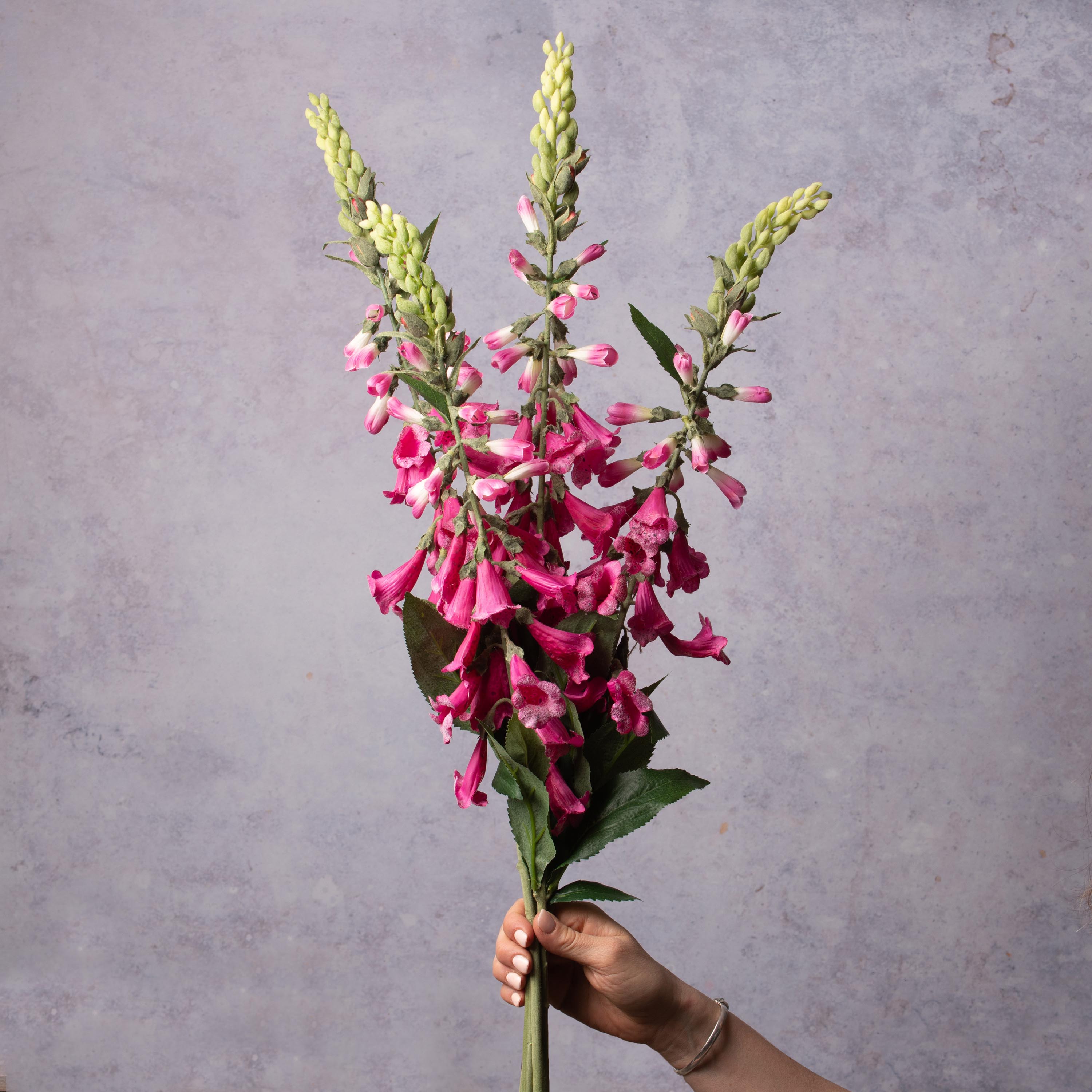 Hot Pink Foxglove